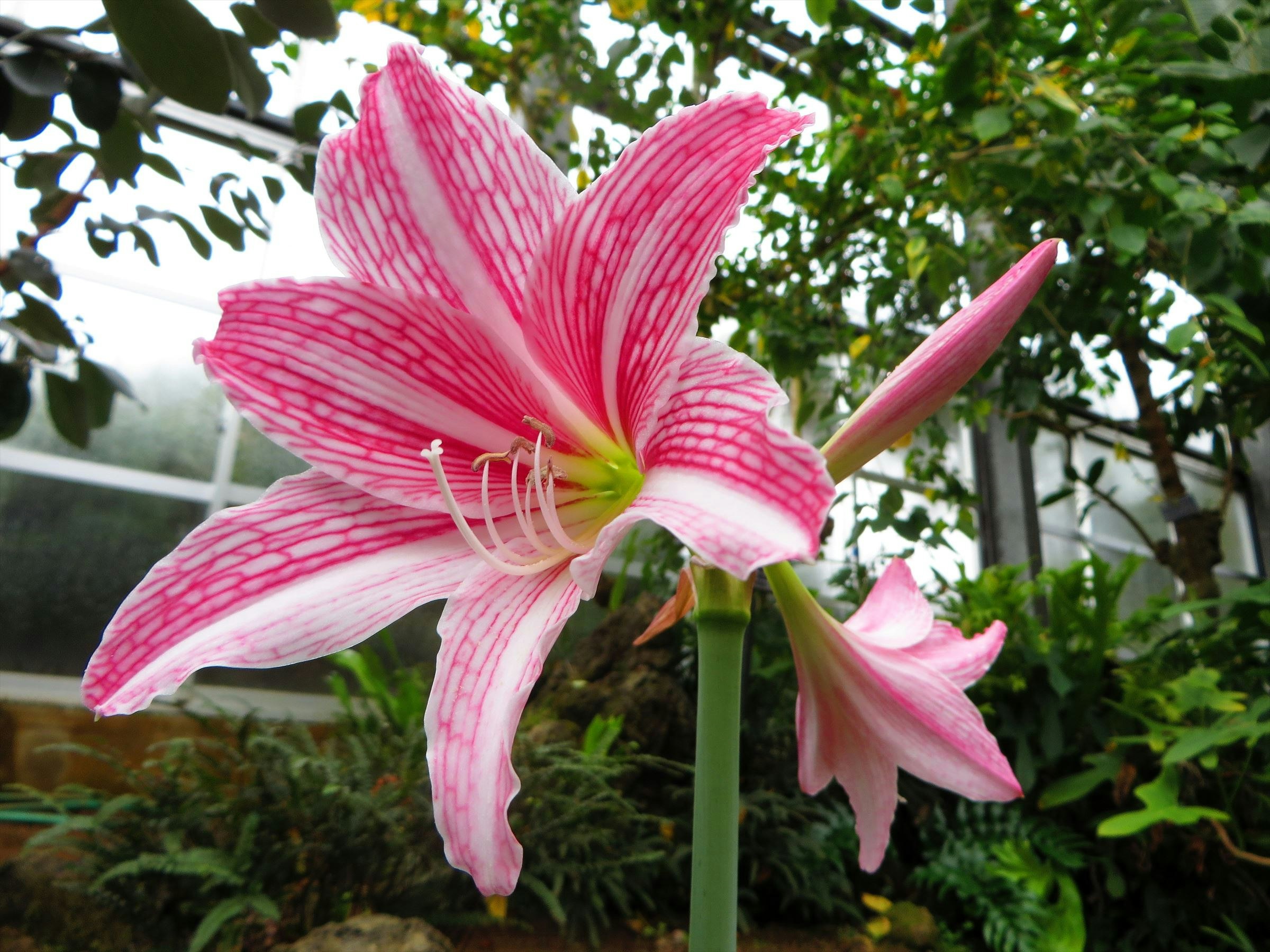 ピンクのアマリリスの花が咲く庭の花壇