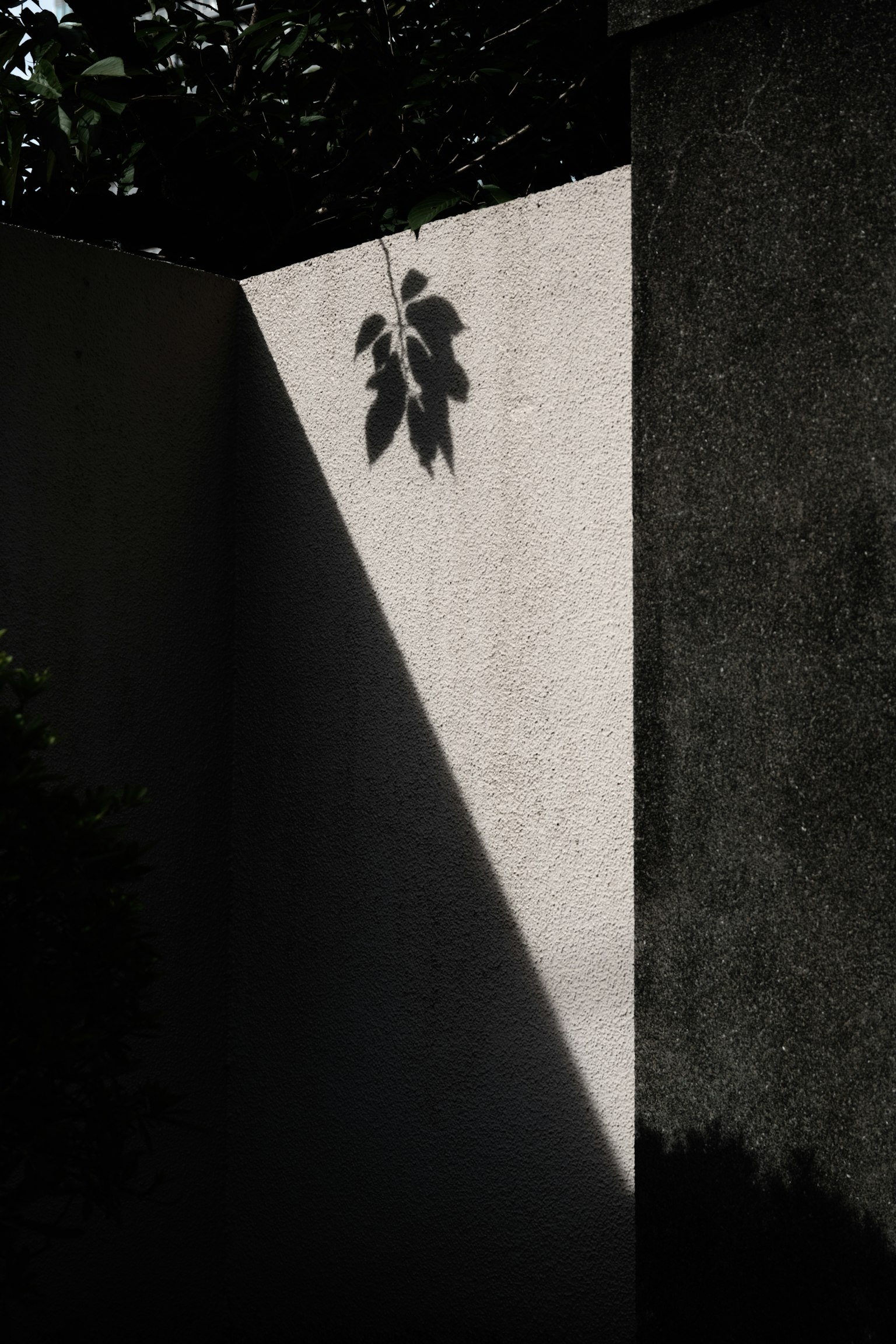 A simple composition featuring a wall with shadows and a leaf silhouette
