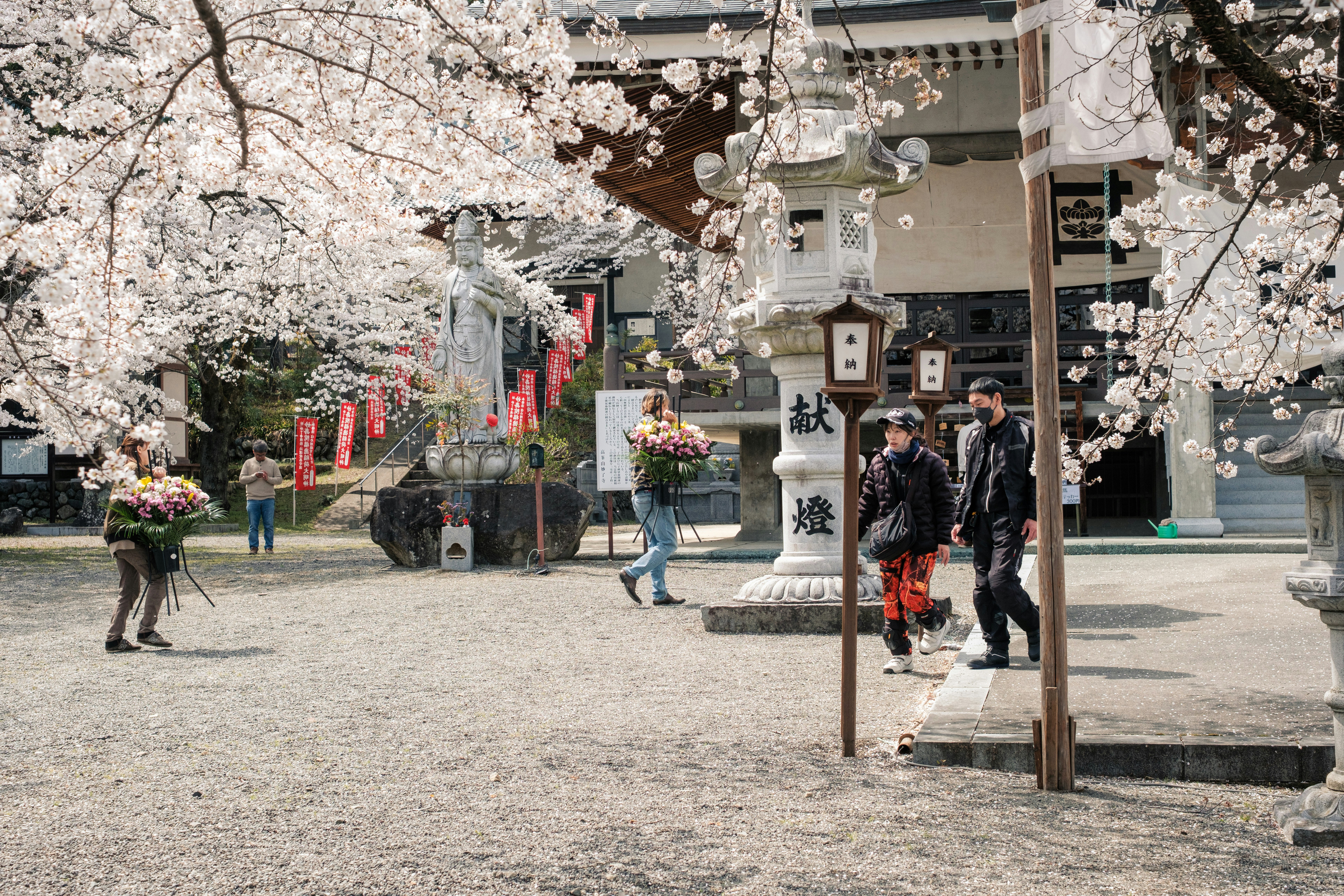 桜の並木と石畳の参道を歩く人々のある神社の境内