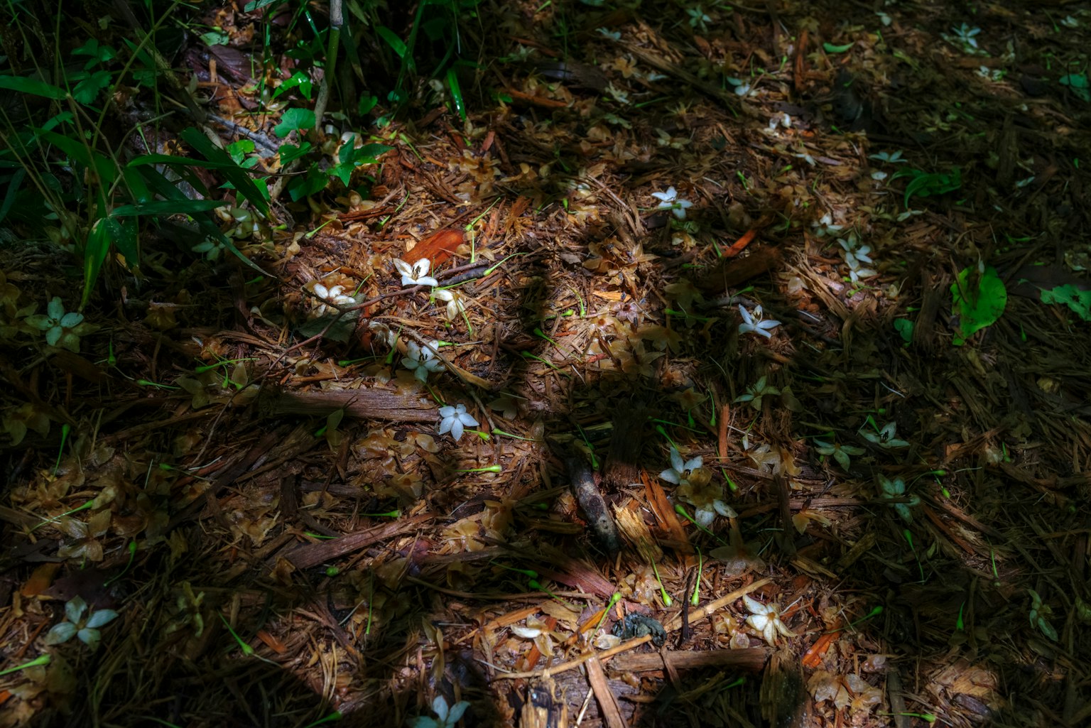 A forest floor with shadows of leaves and scattered white flowers
