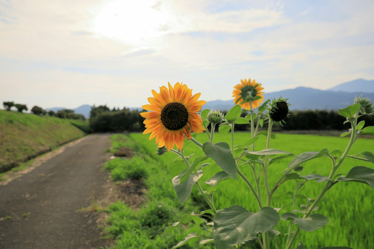 Sunflowers blooming in a landscape with blue sky and mountains along a rural path