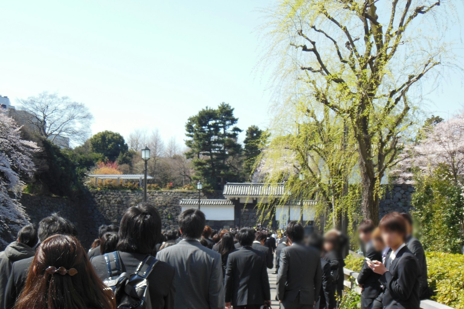 A crowd of people in suits walking in a park with cherry blossom trees