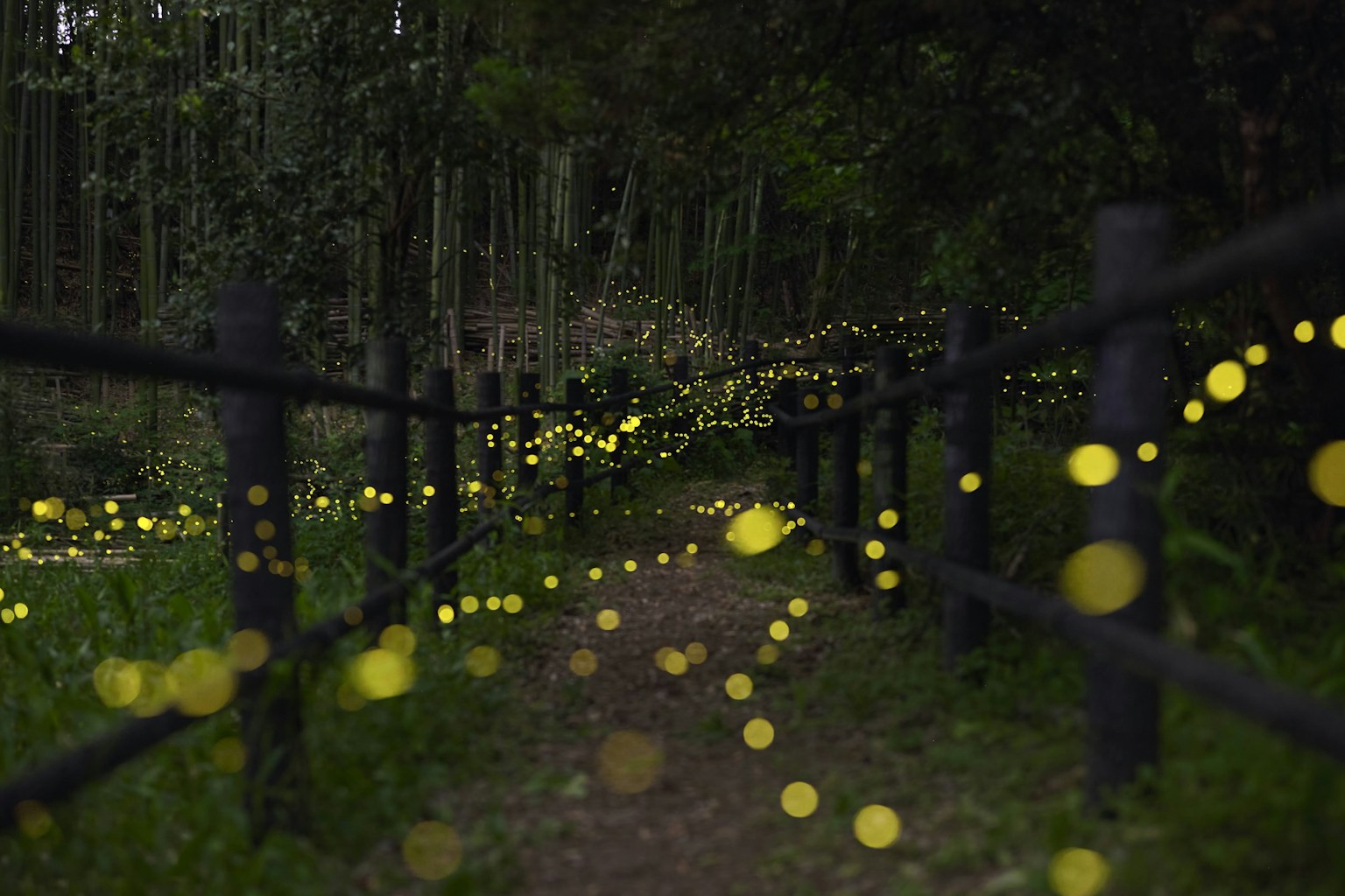 Una escena mágica de luciérnagas brillando a lo largo de un camino en un bosque de bambú
