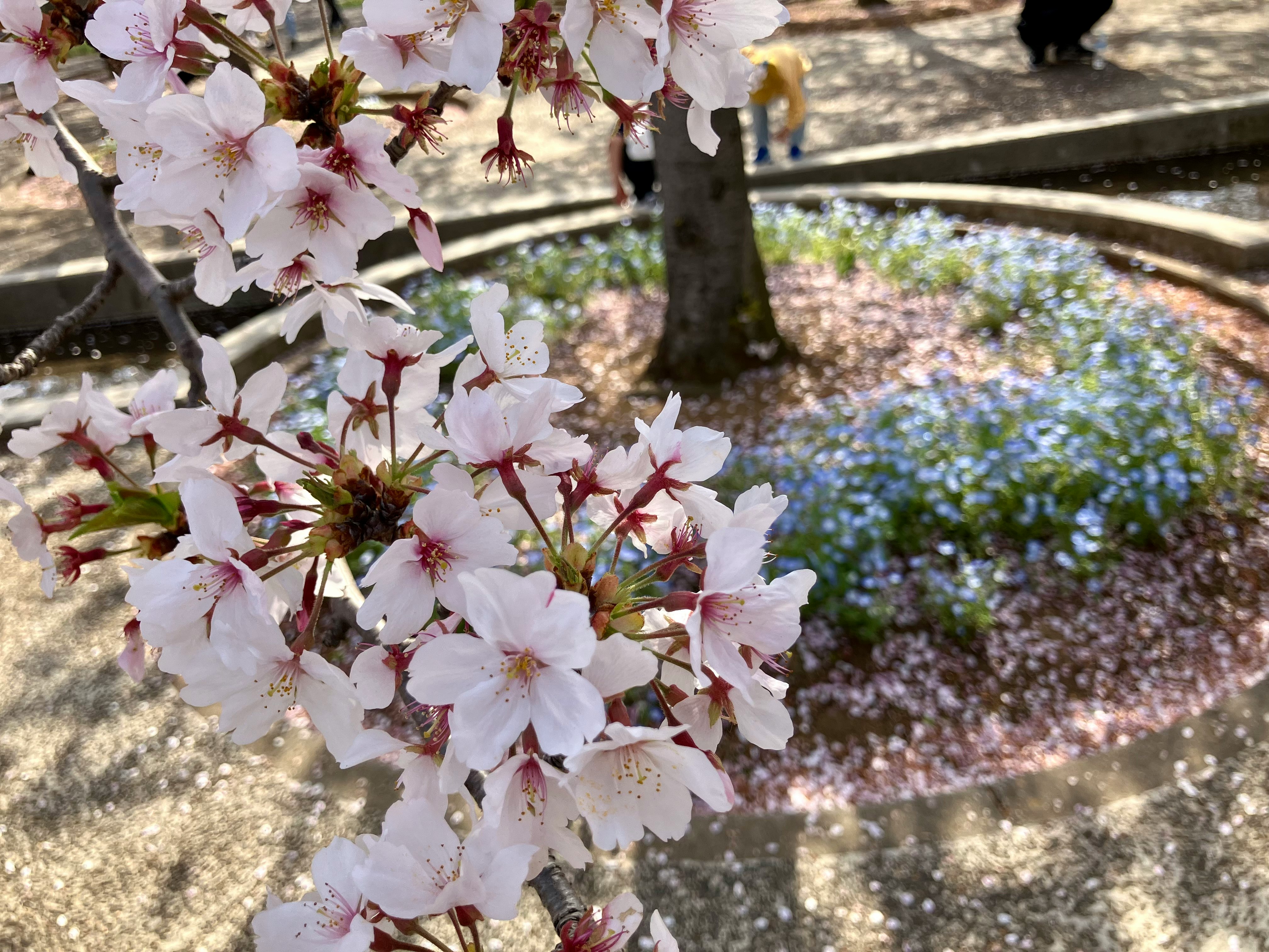 桜の花が咲く春の庭の小道の風景