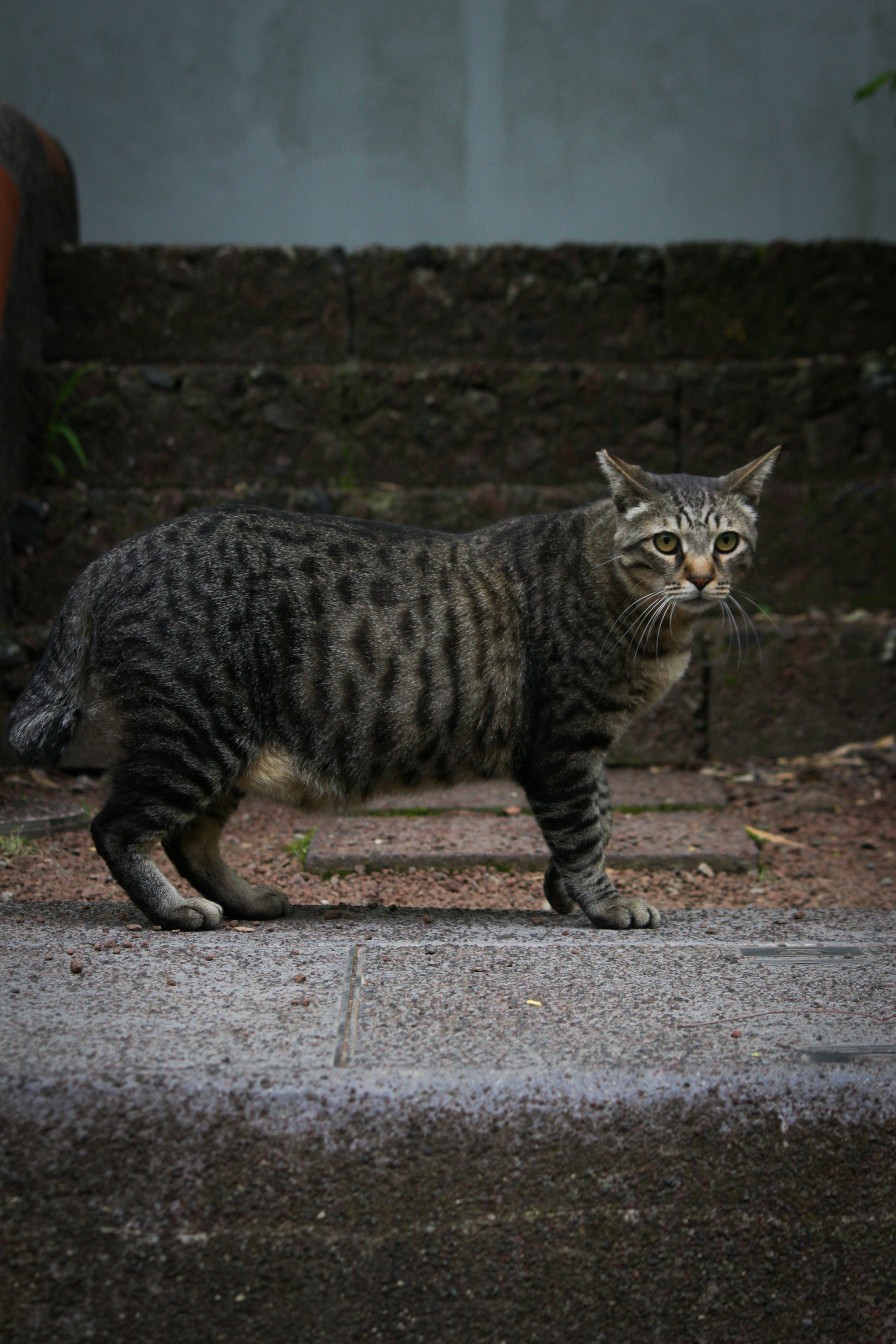 路地の石段にいる野良猫