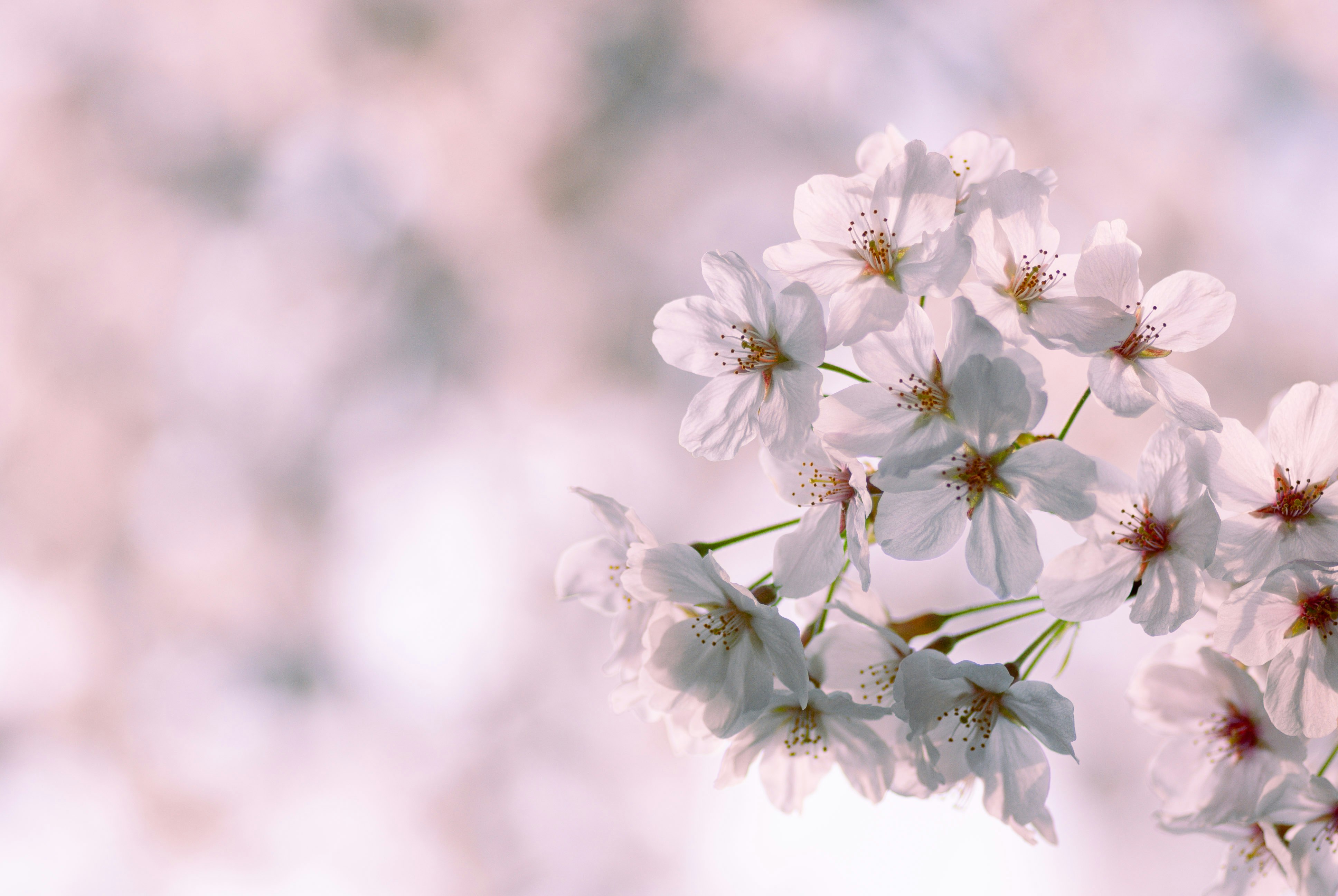 Cherry blossom branch with soft pink petals