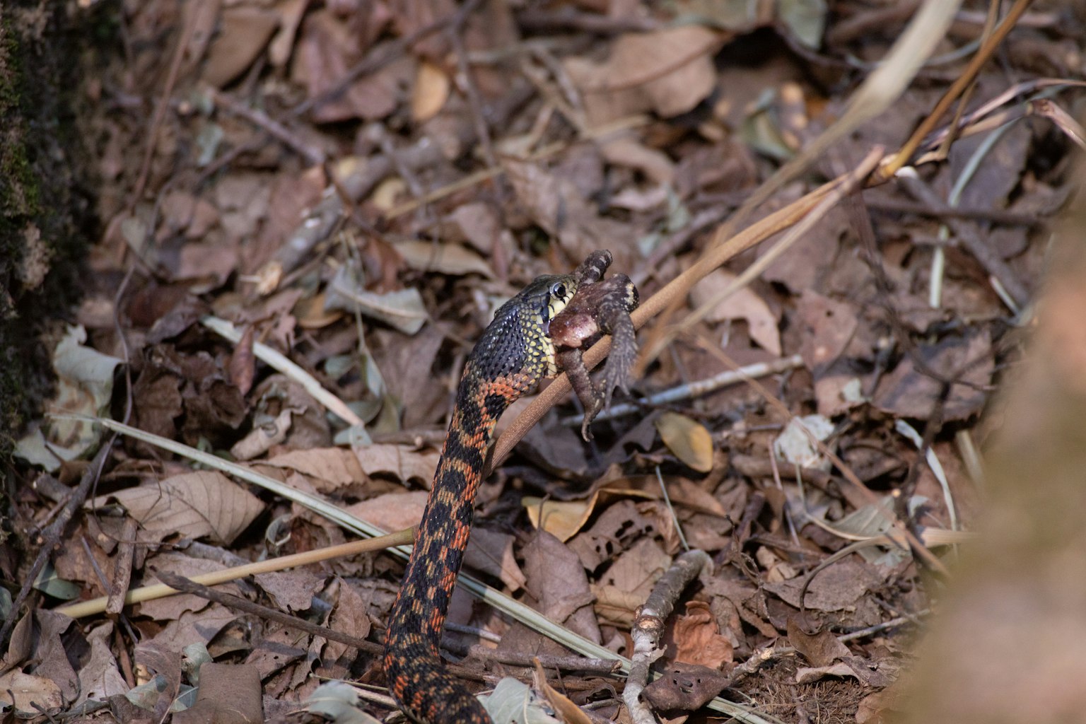Image of a snake among fallen leaves featuring a patterned body and distinct coloration