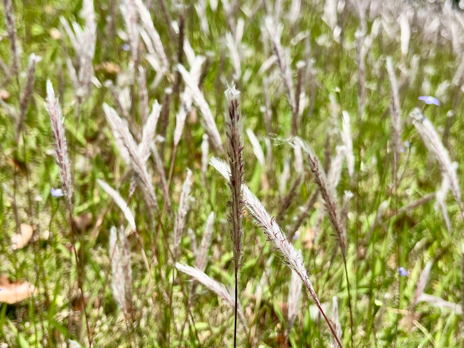 绿色草地上的白色草穗簇
