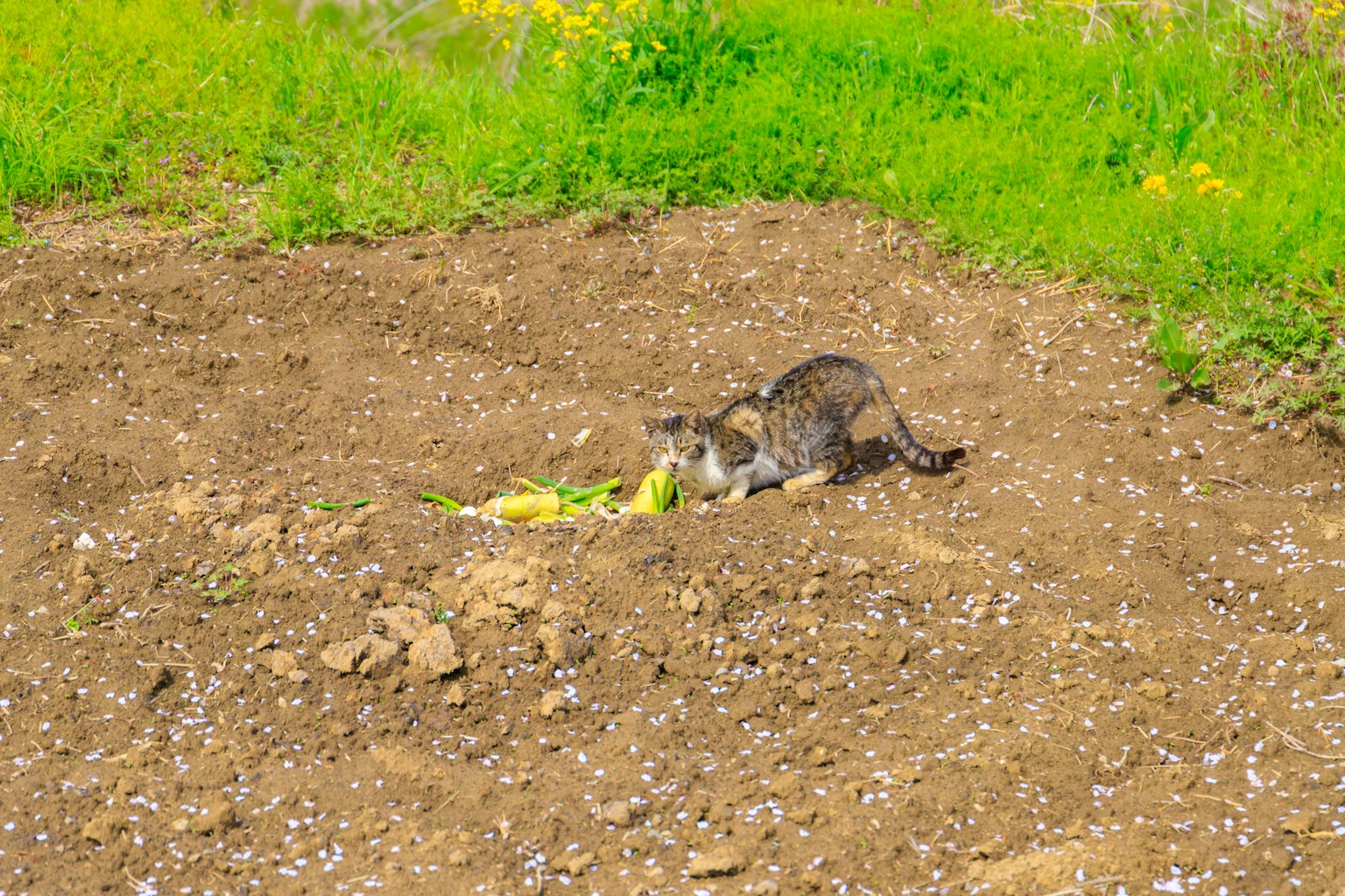 A cat searching for food in brown soil surrounded by green grass