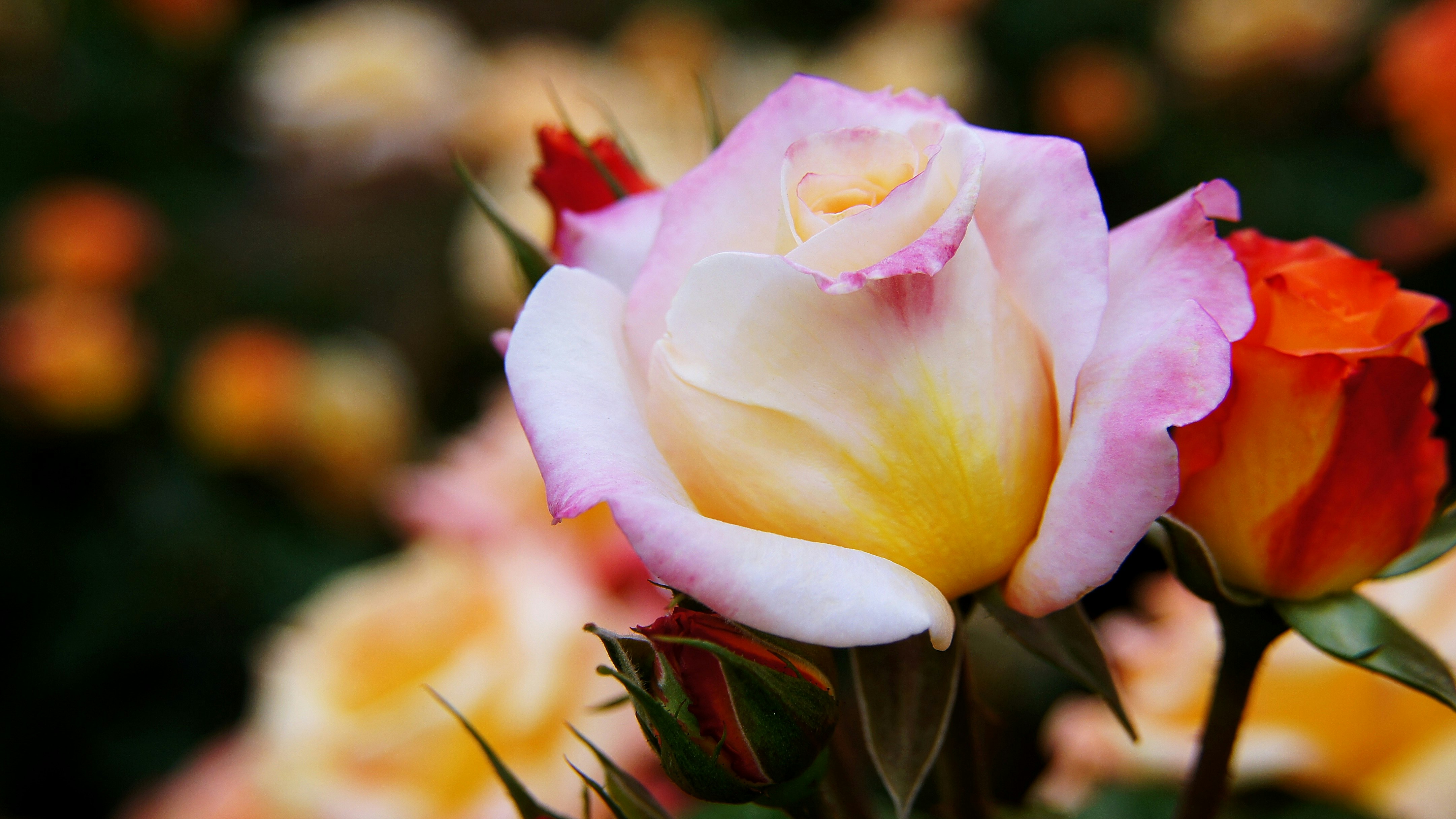 Nahaufnahme einer blühenden Rose mit zarten Blütenblättern