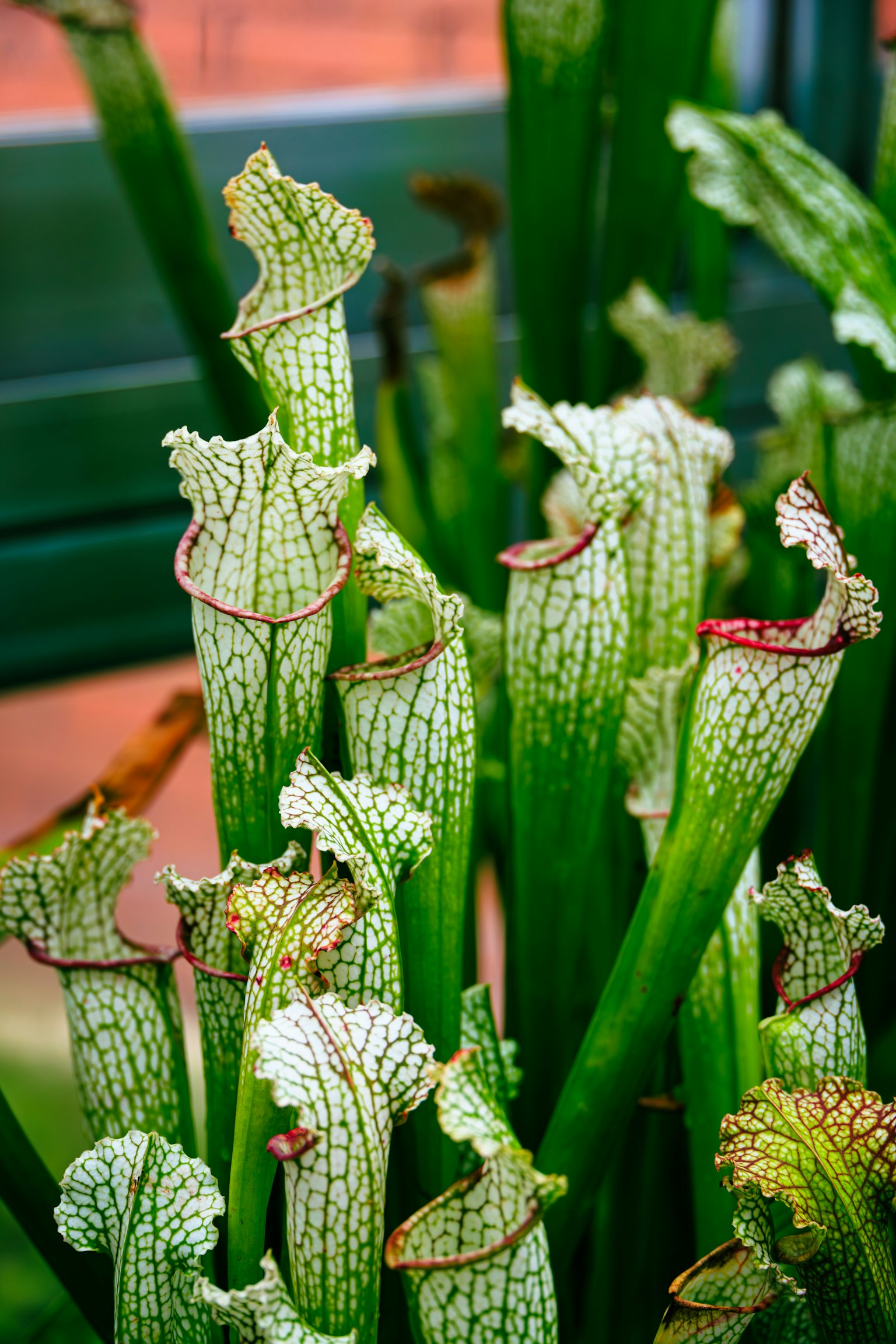 Distinctive green leaves of the carnivorous plant Sarracenia
