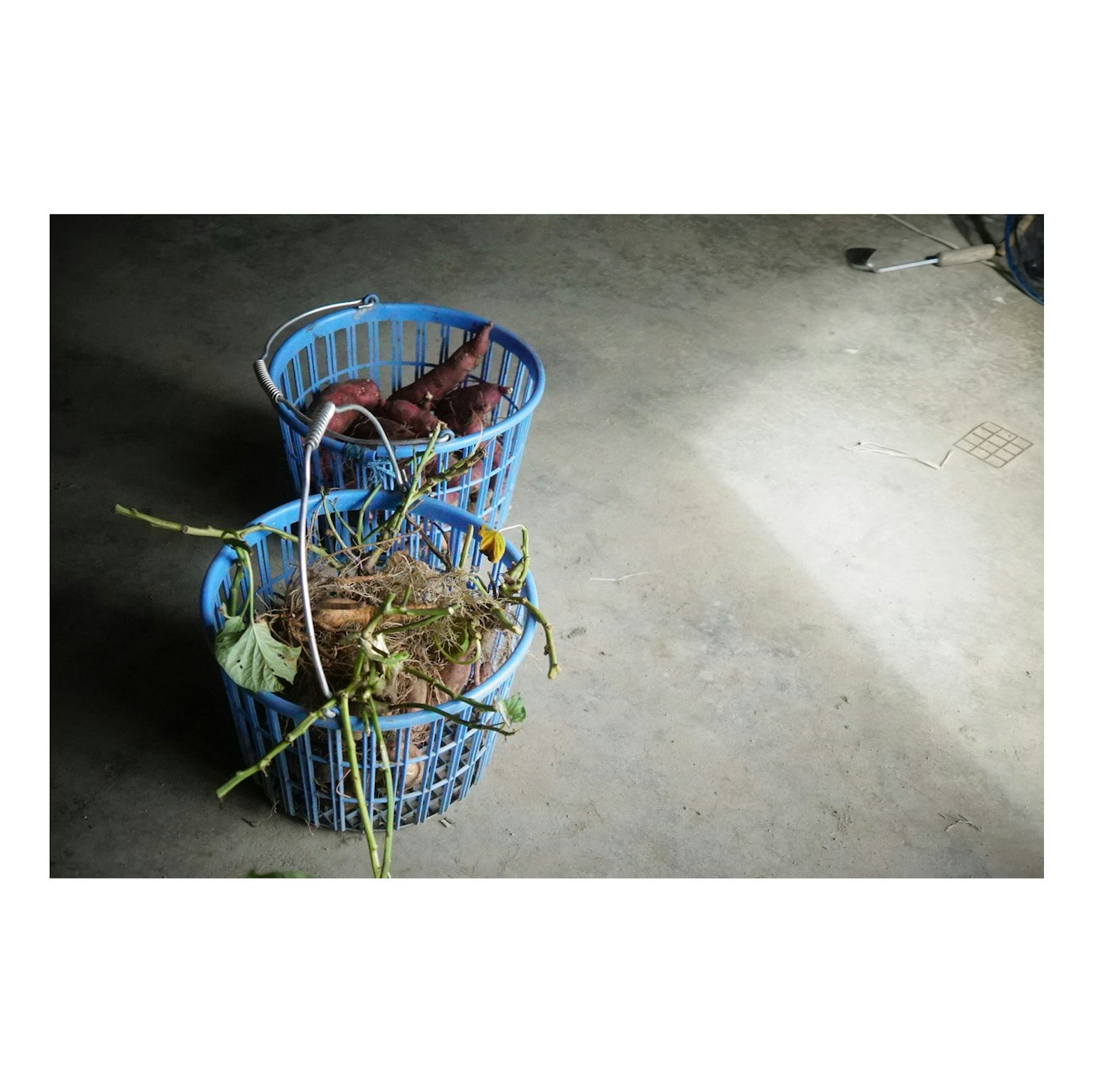 青いバスケットに入った植物の残骸と土が見える