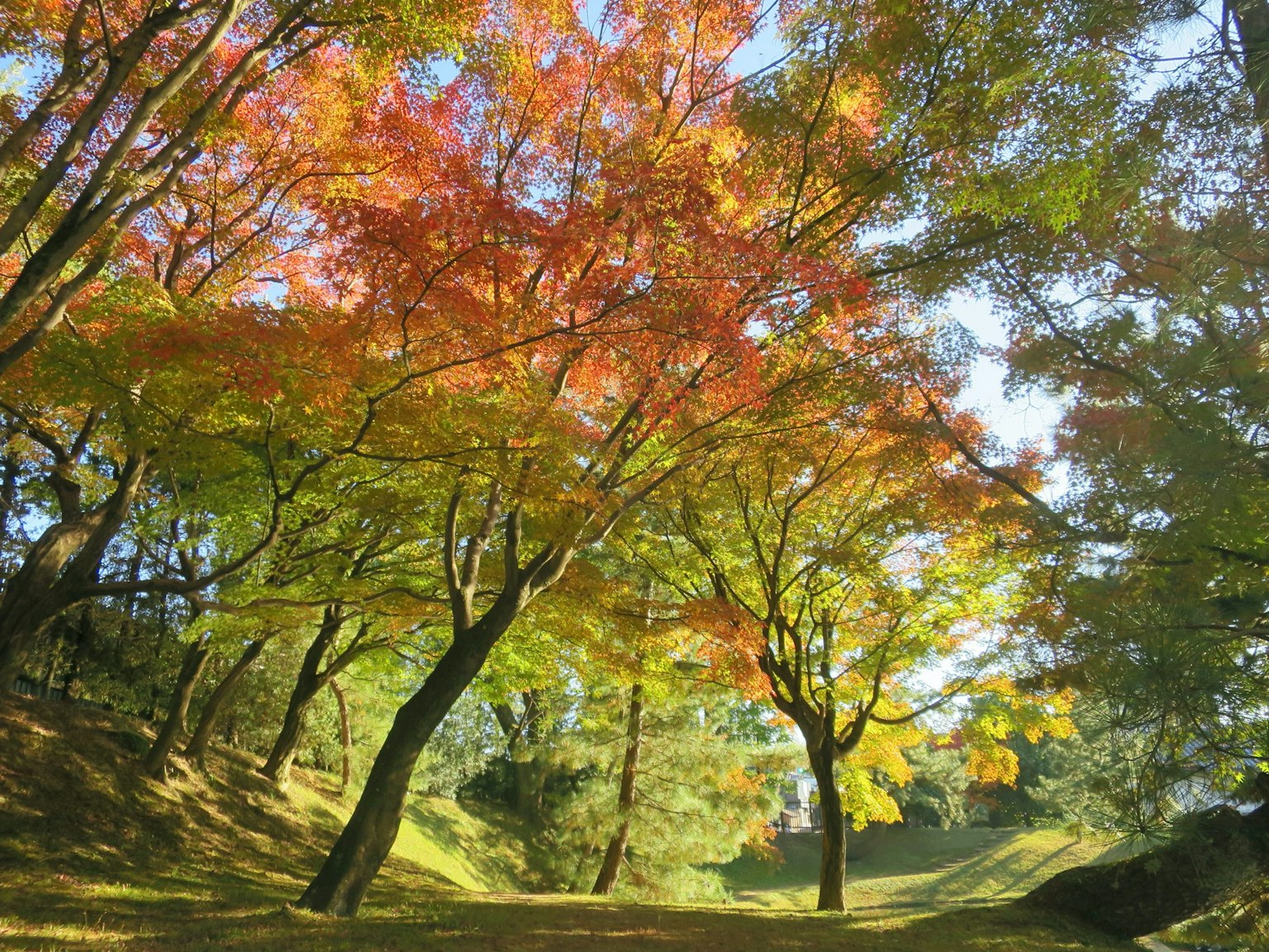 色彩斑斕的秋季樹木的風景