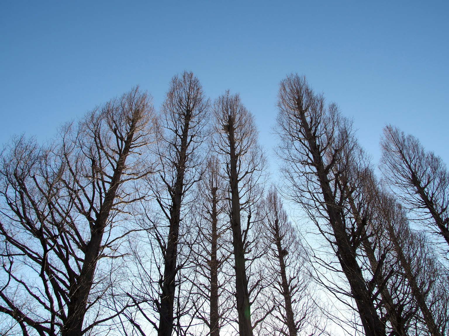 Silhouette di alberi alti contro un cielo blu