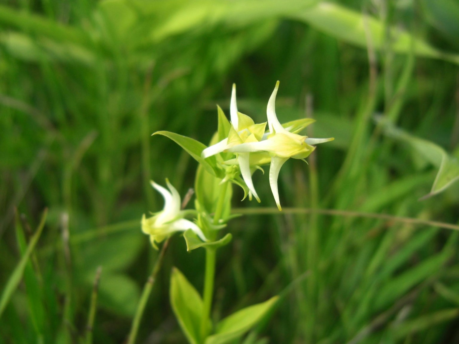 A close-up of white and yellow flowers against a green background