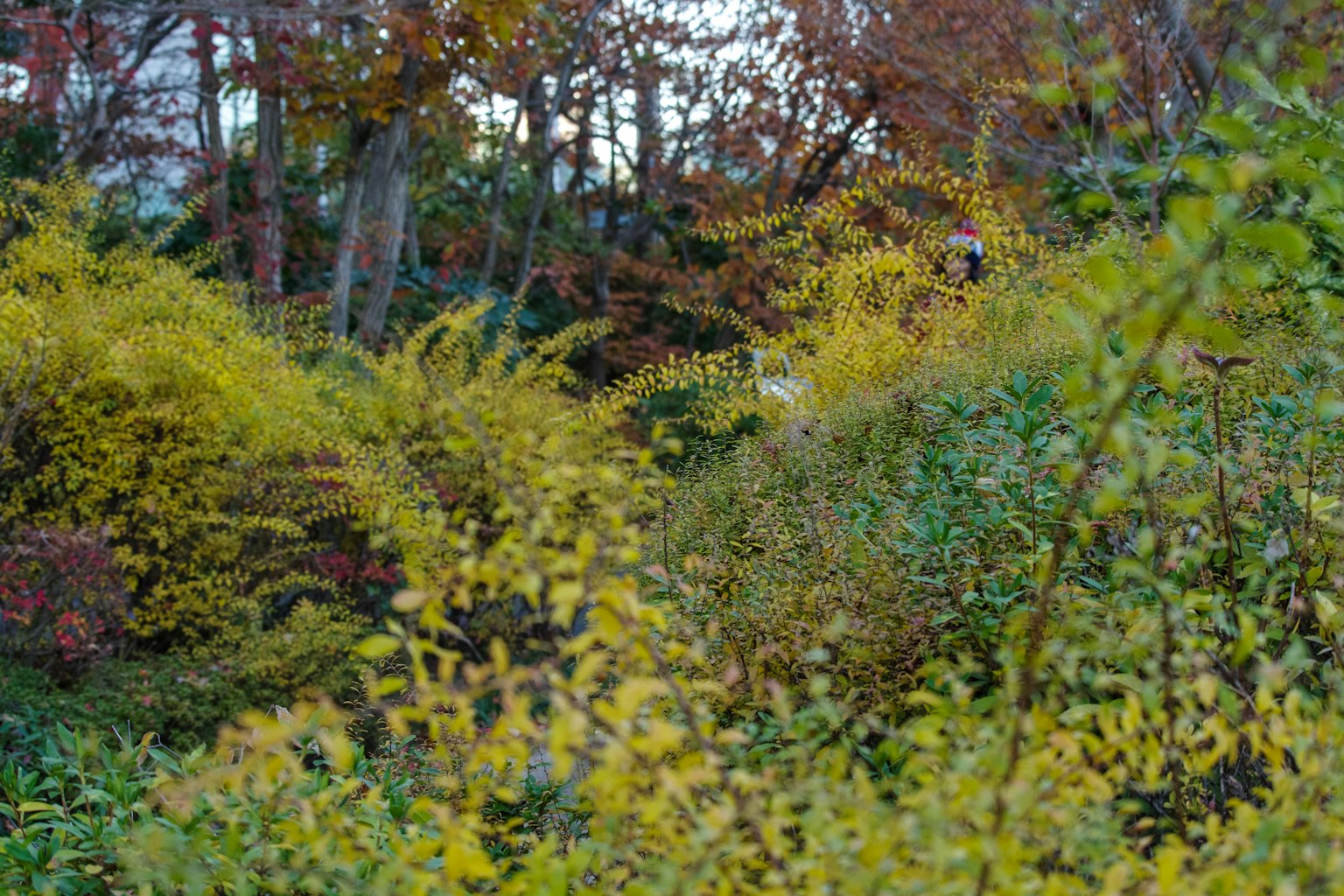 Üppiges grünes und gelbes Laub in einer Herbstlandschaft