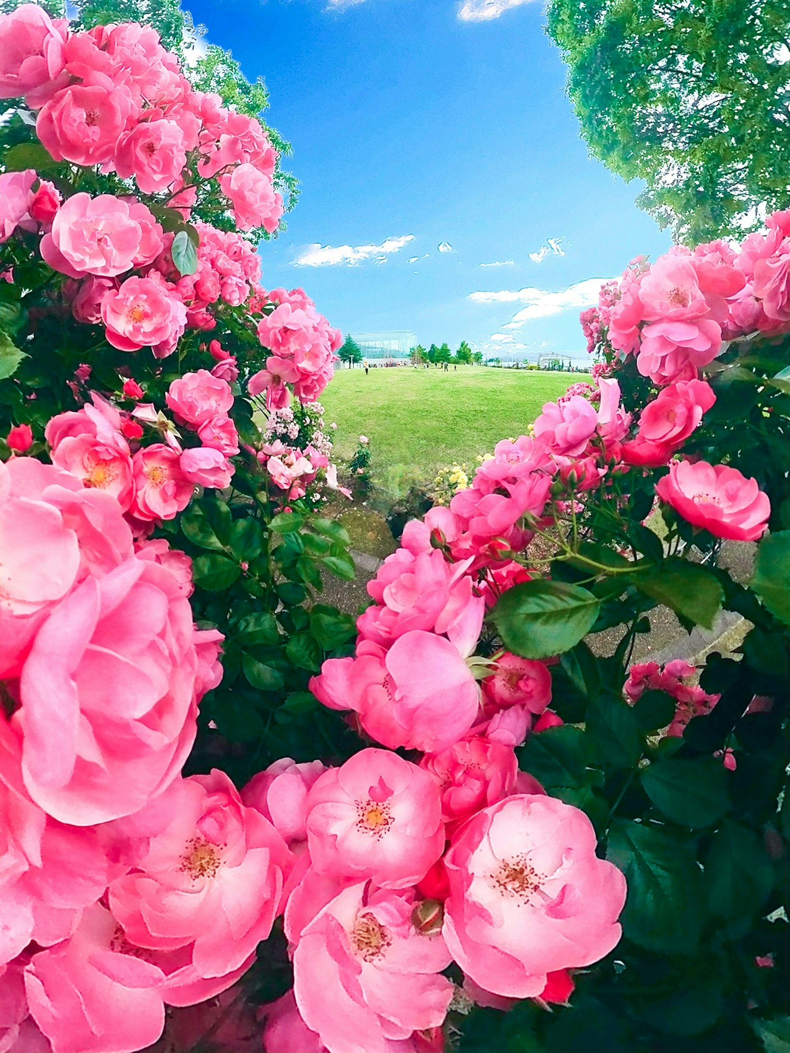 Pemandangan indah dengan mawar pink mekar
