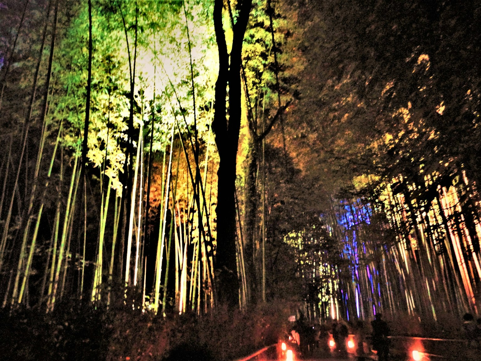 A mystical bamboo forest illuminated with colorful lights casting vibrant hues on the trees