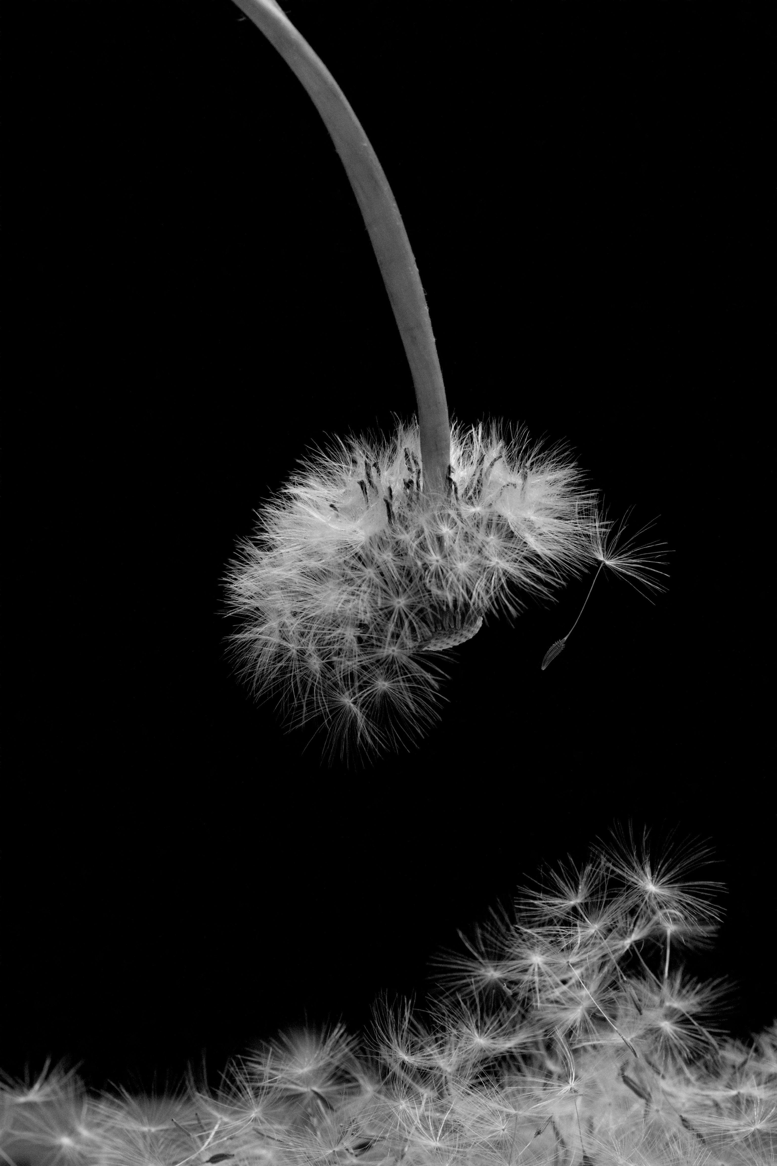 黒背景に綿毛artの綿毛が舞い落ちる瞬間