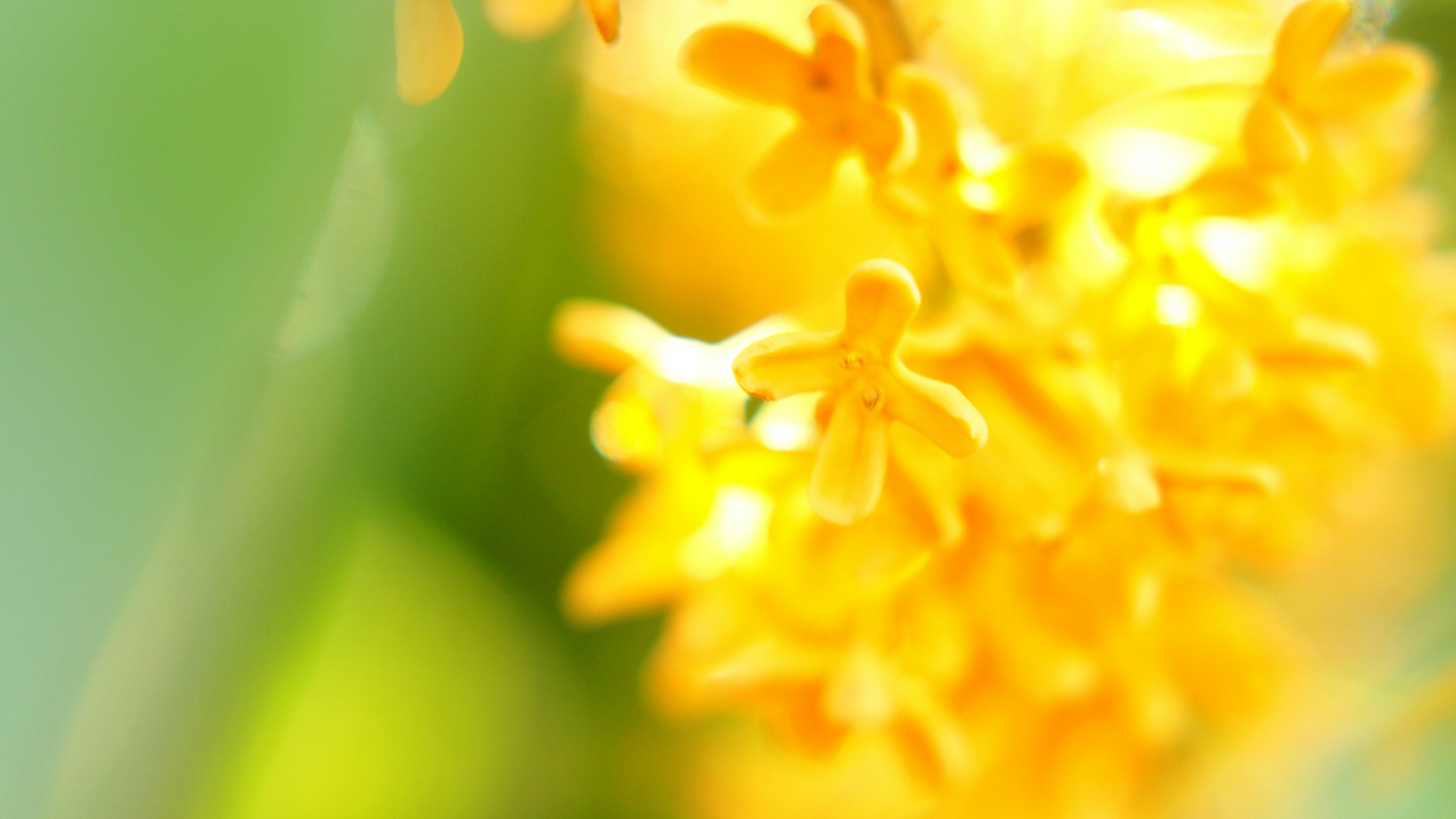 金木犀の花の鮮やかなクローズアップの画像
