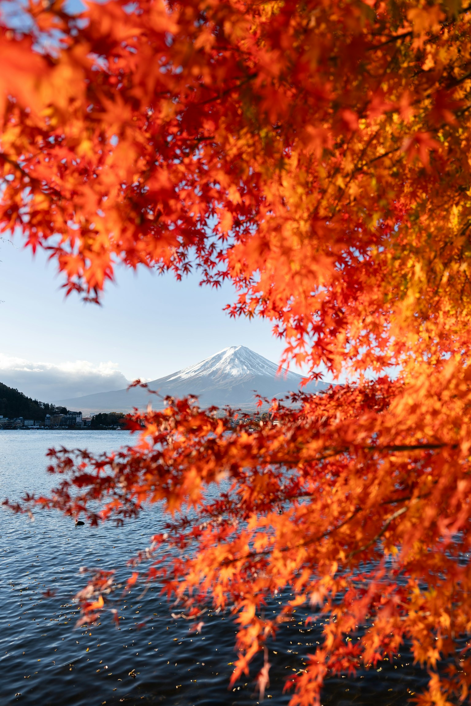 Foglie autunnali vibranti con il monte Fuji sullo sfondo