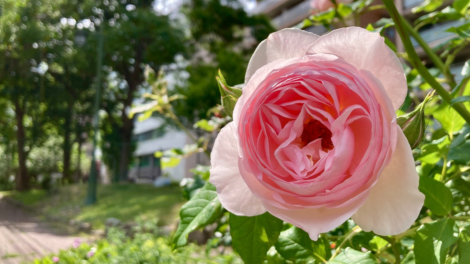 Una bella rosa rosa circondata da foglie verdi