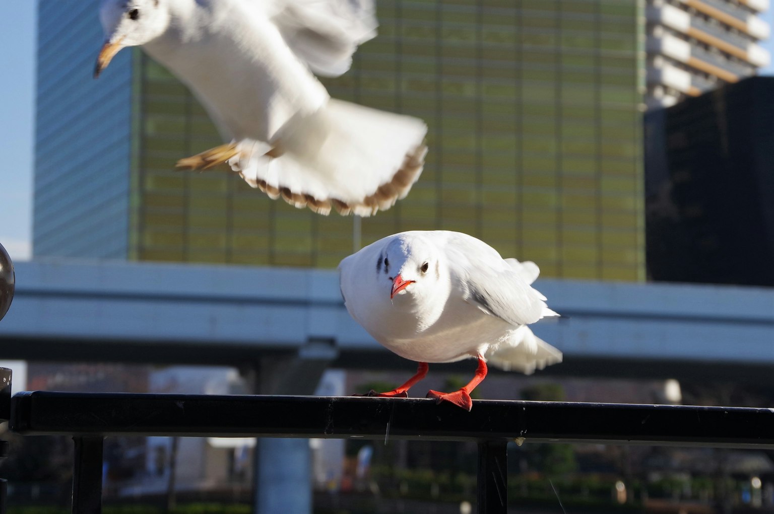 Una gaviota blanca en primer plano con un edificio moderno de fondo
