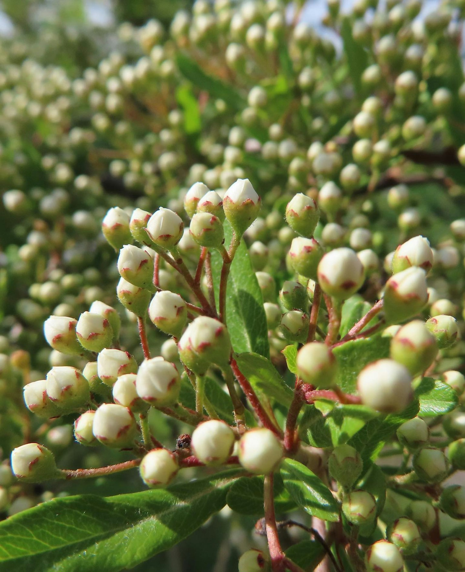 Una planta con numerosos brotes blancos y hojas verdes