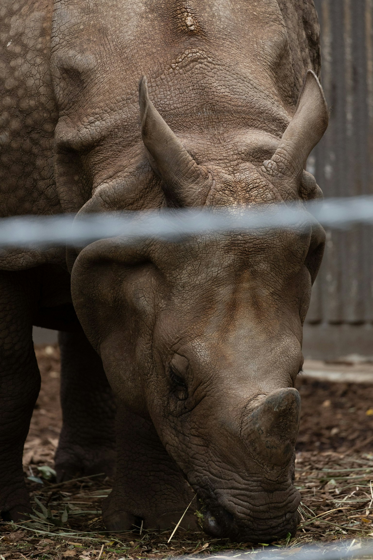 A rhinoceros grazing on grass behind a fence