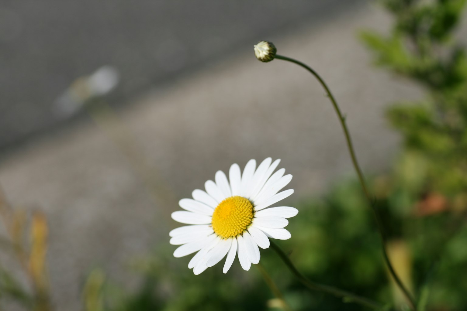 Gros plan d'une fleur de marguerite blanche avec une plante en bouton