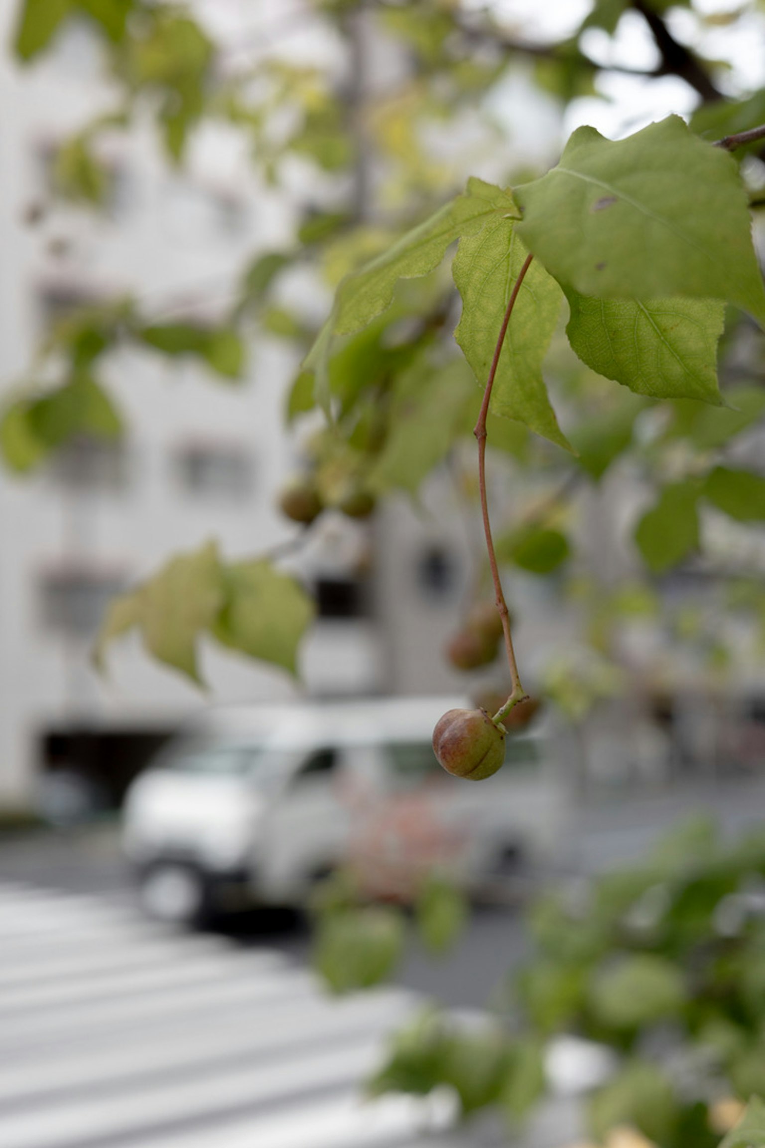 ทิวทัศน์ถนนที่มีใบไม้และผลไม้ห้อยอยู่