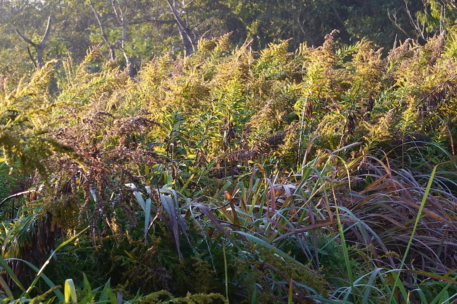 Lush greenery with tall grass and soft sunlight