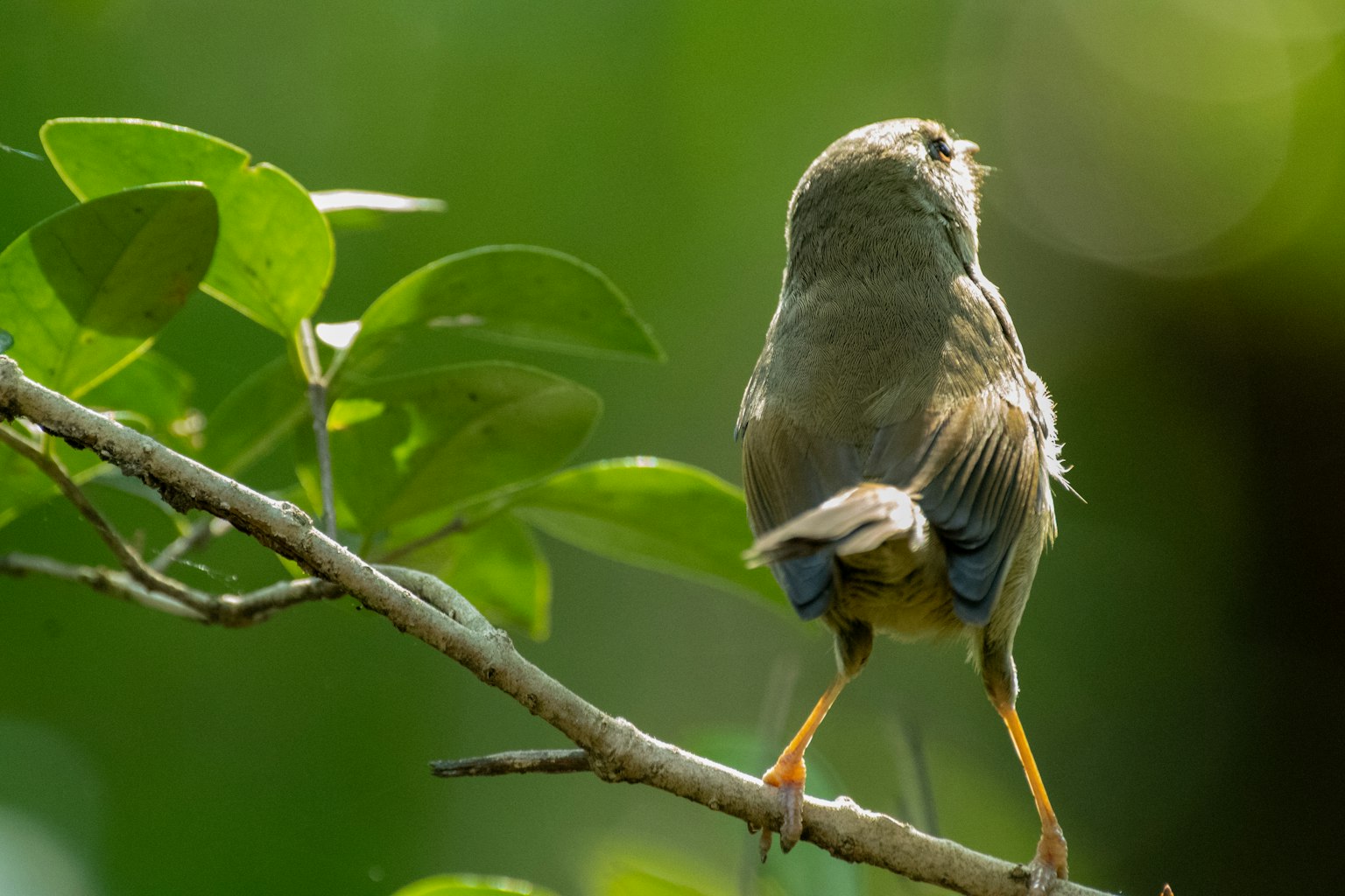 Seekor burung kecil bertengger di cabang dari belakang dengan latar belakang hijau kabur