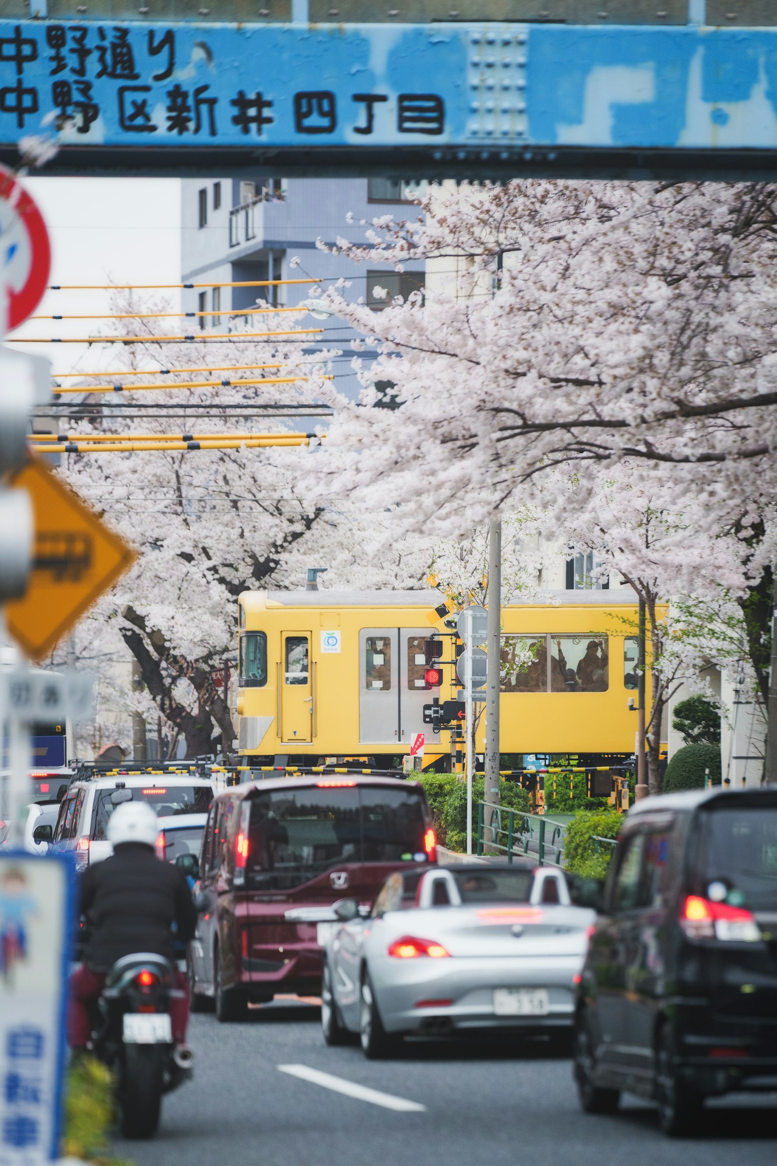 ทิวทัศน์ถนนที่มีดอกซากุระและรถไฟสีเหลือง