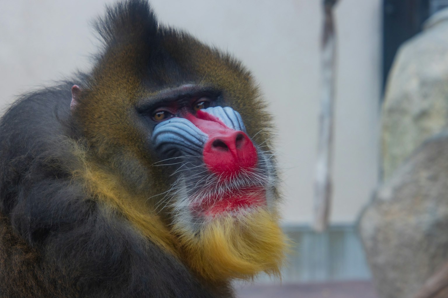 A vividly colored mandrill monkey looking sideways