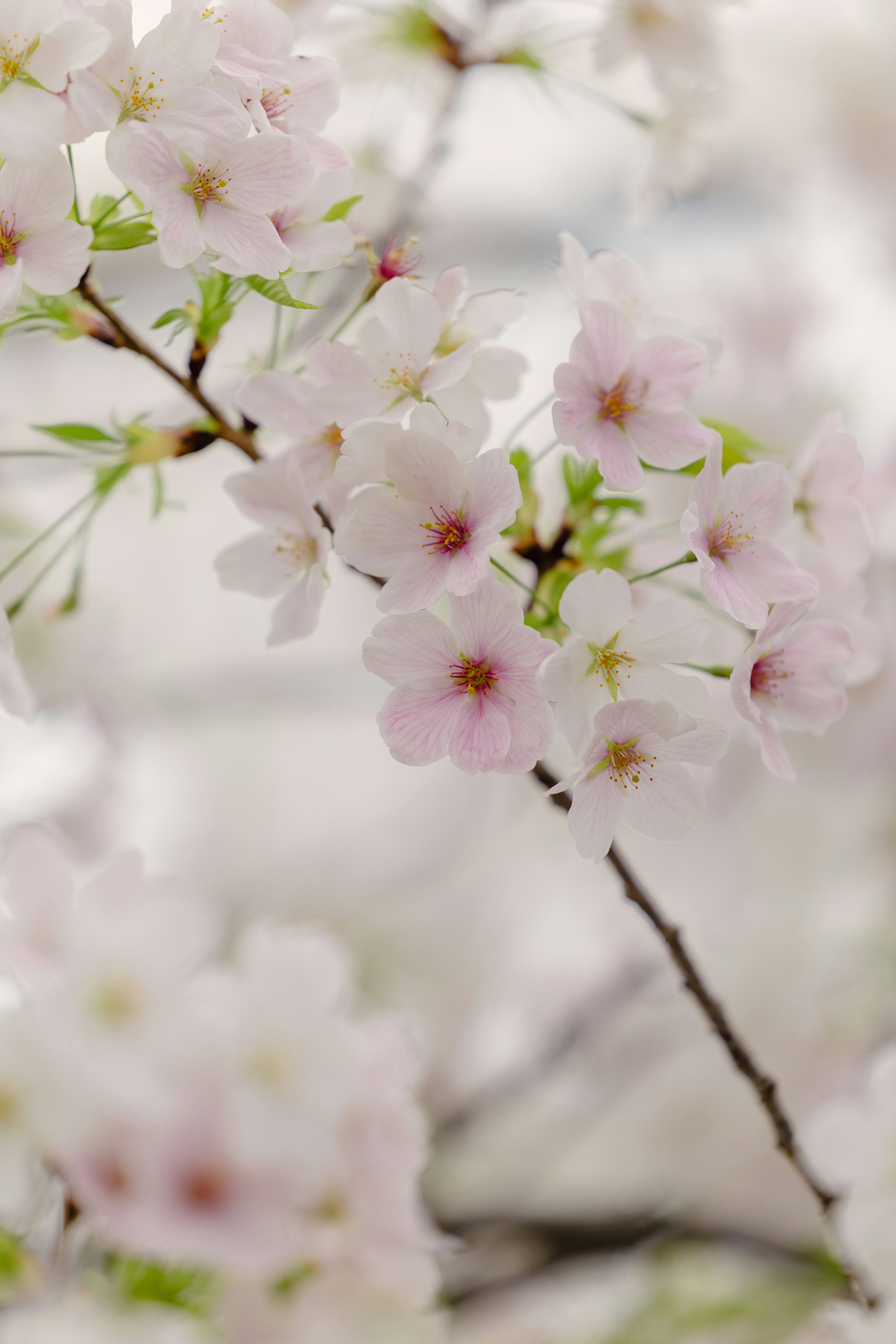 桜の花が枝に咲く春のクローズアップ