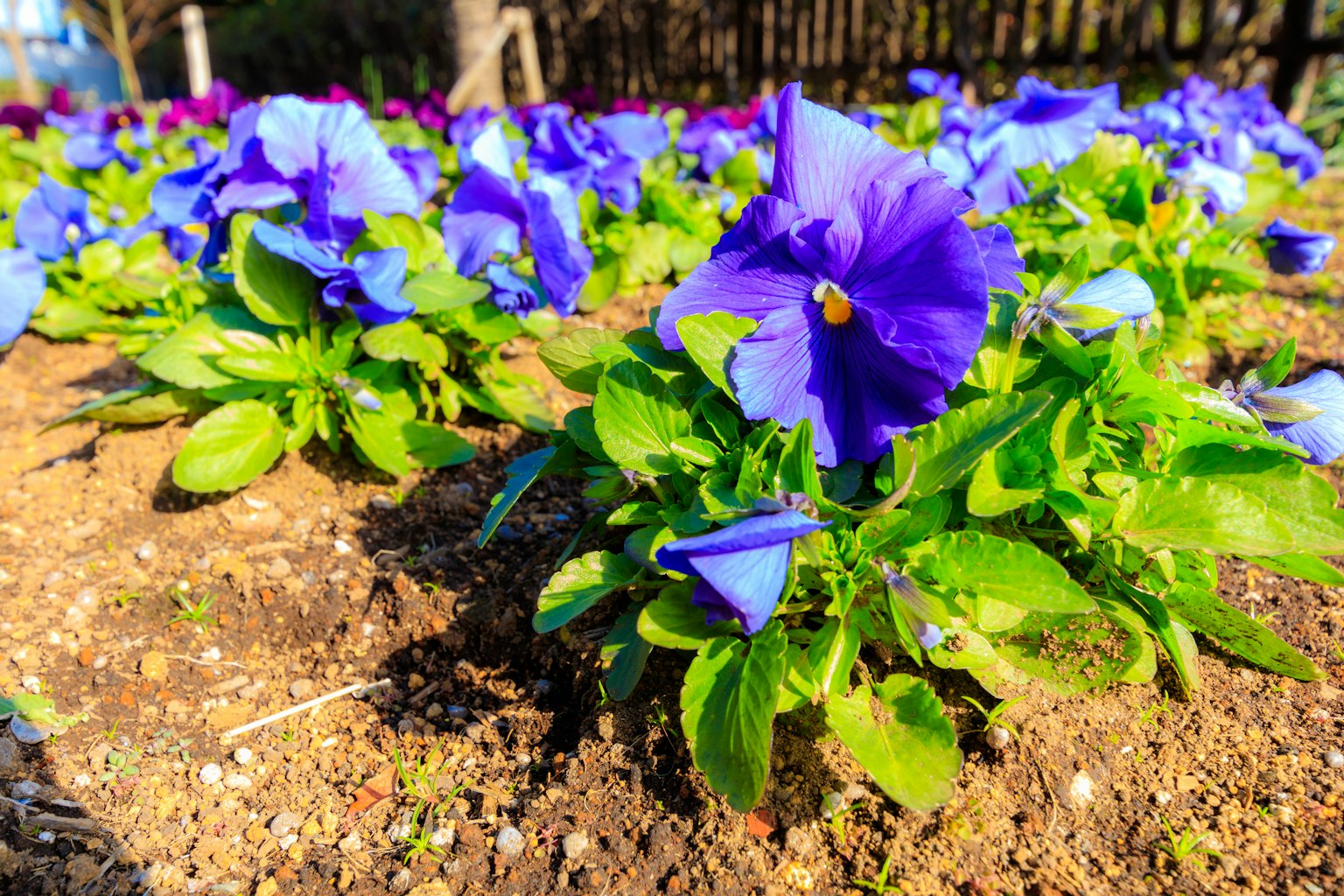 Kedekatan bunga pansy ungu yang mekar di kebun