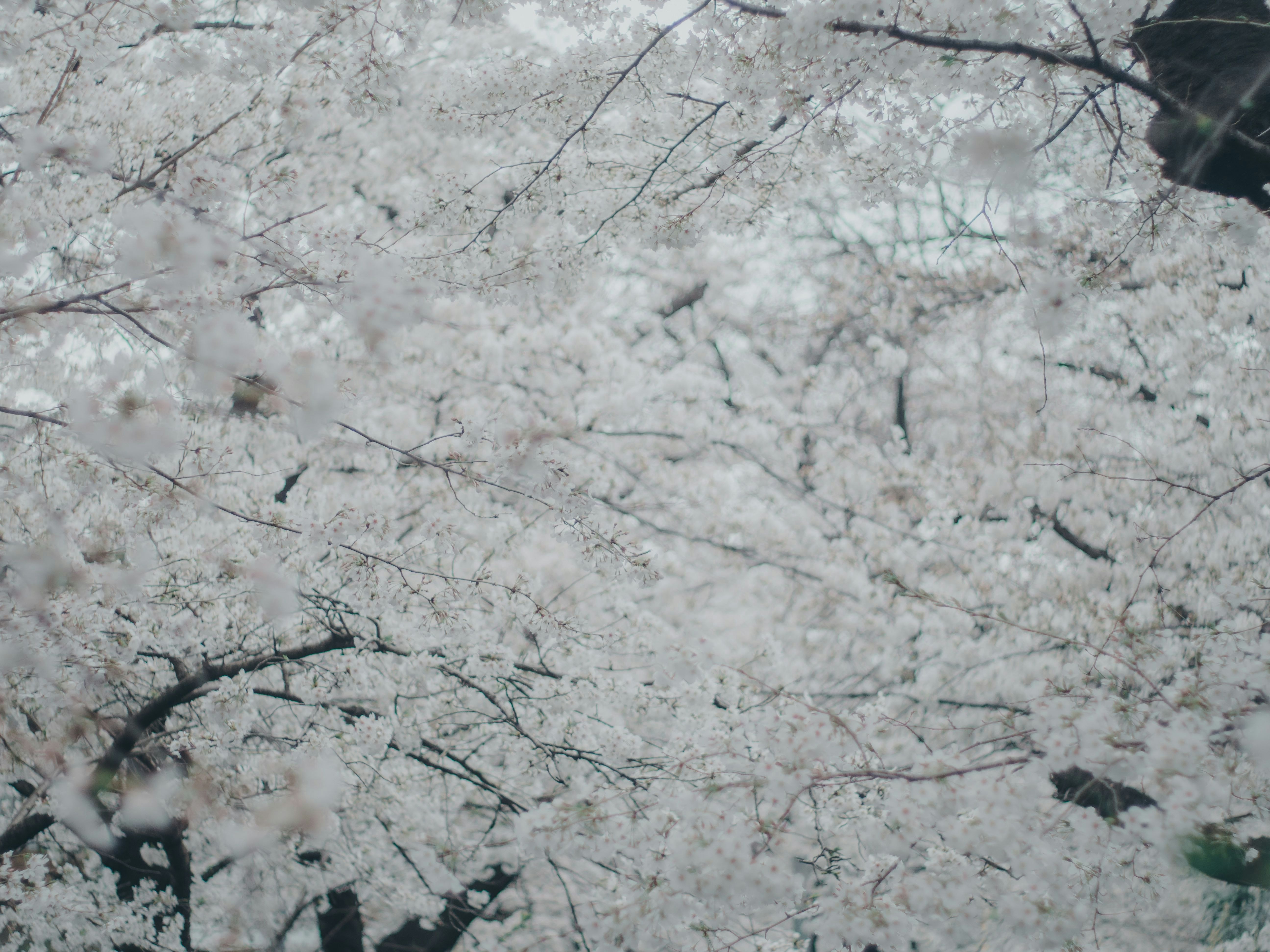 雪の積もった枝と白い花のような景色