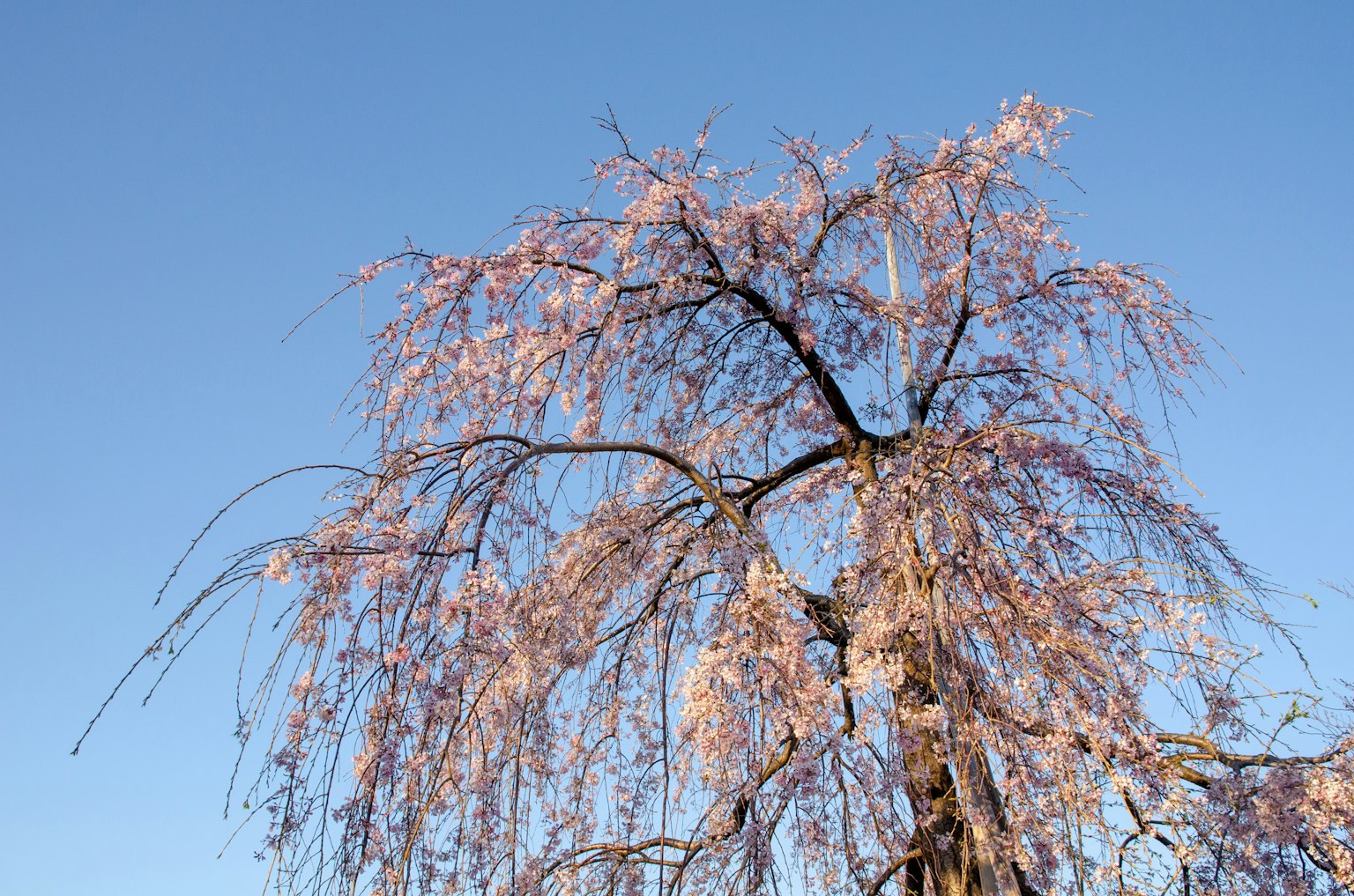 Un albero di ciliegio piangente con fiori rosa in fiore contro un cielo blu