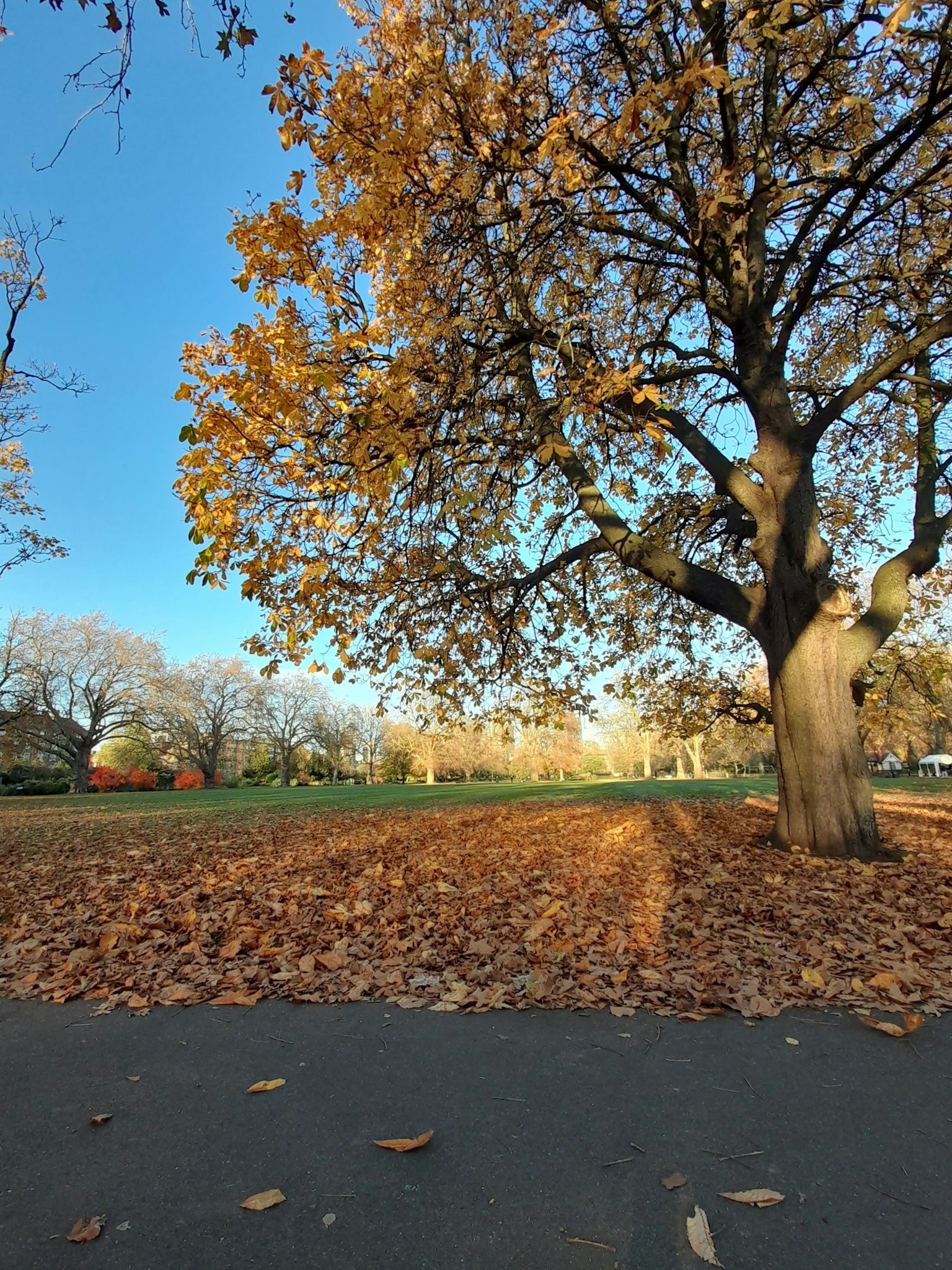 Herbstszene im Park mit gefallenen Blättern am Boden großer Baum unter einem klaren blauen Himmel