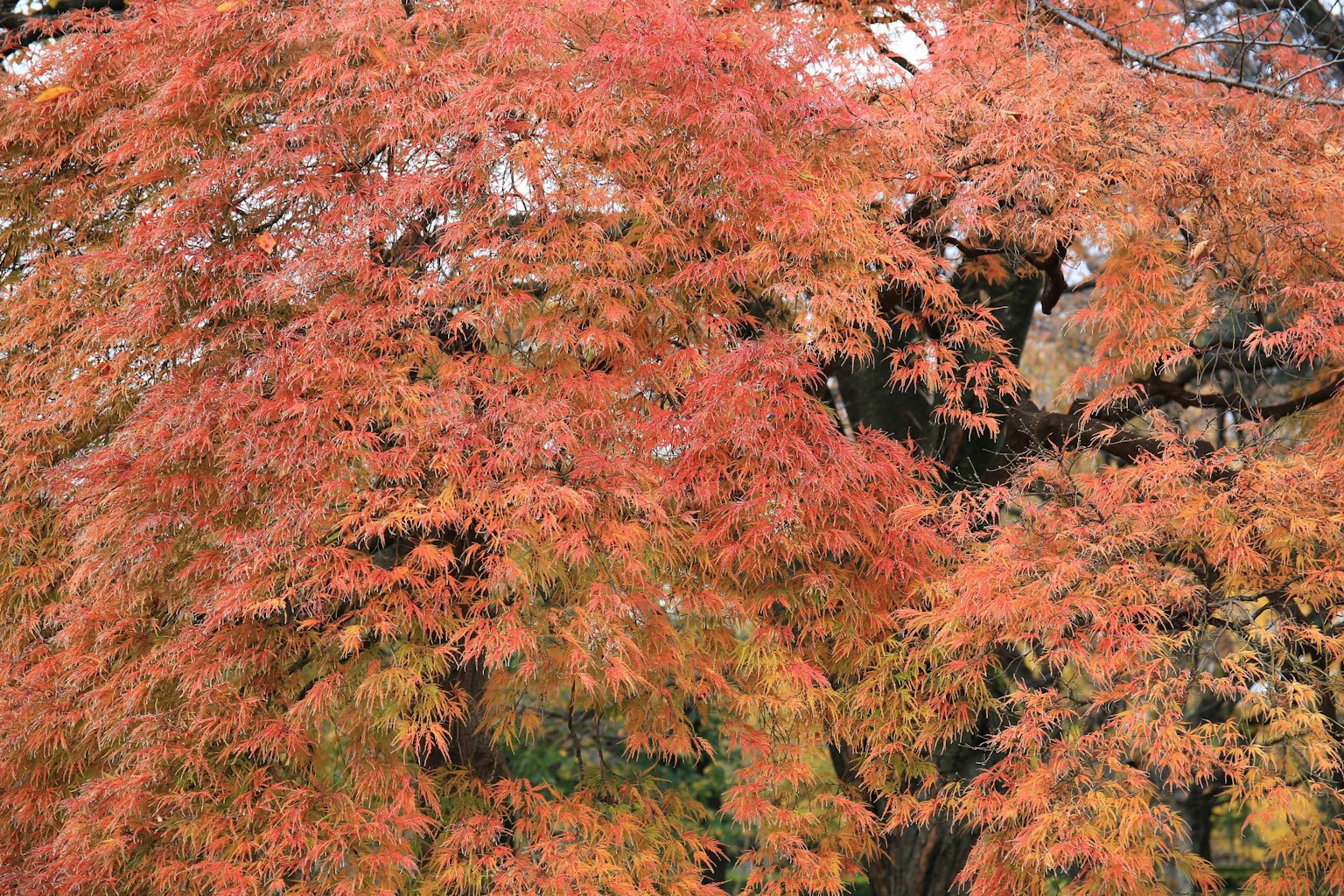 Vibrant red and orange leaves covering tree branches