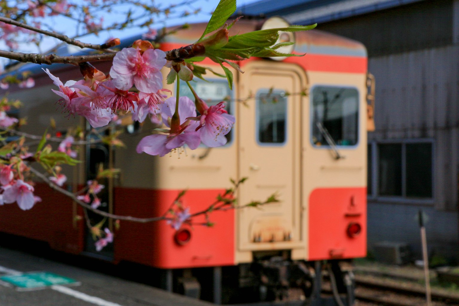 Flores de cerezo enmarcando un tren vintage