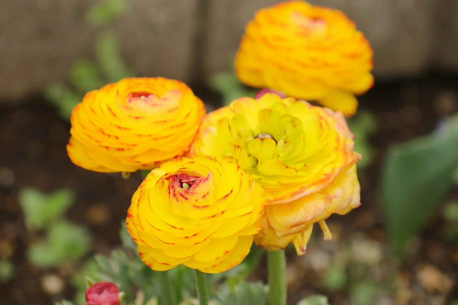 Ba bông hoa ranunculus màu vàng rực rỡ đang nở