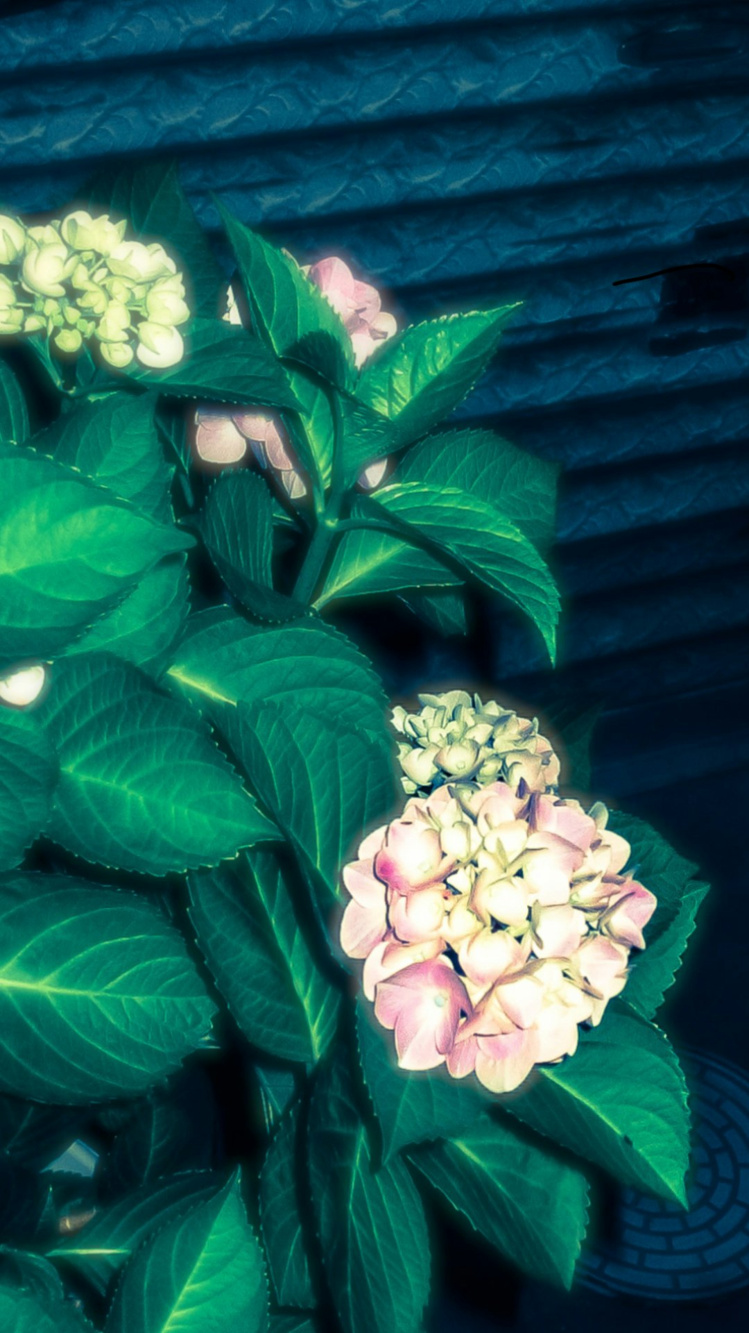紫と白のアジサイの花と濃い緑の葉