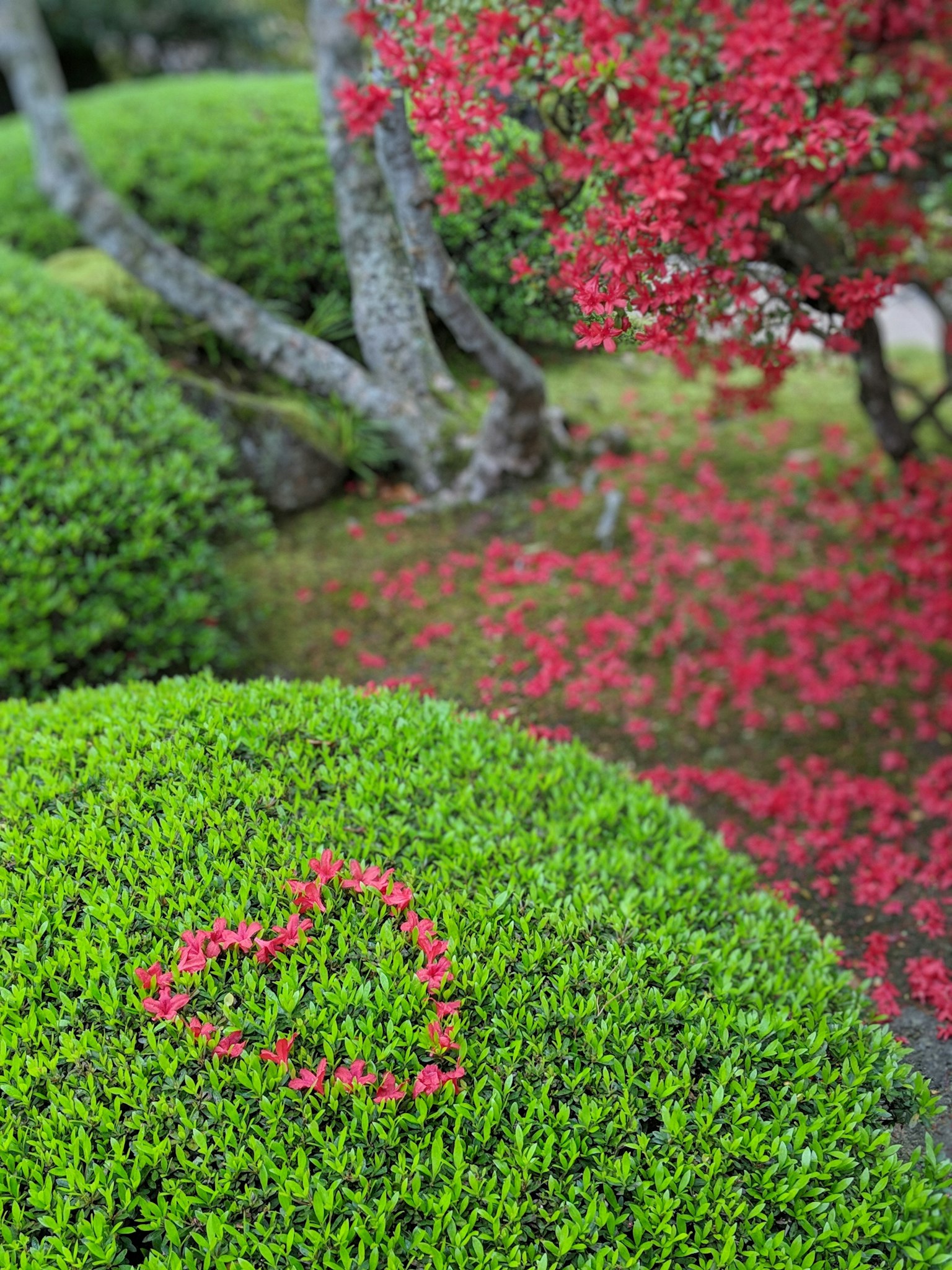 Una escena de jardín con una forma de corazón hecha de hojas rojas sobre hierba verde
