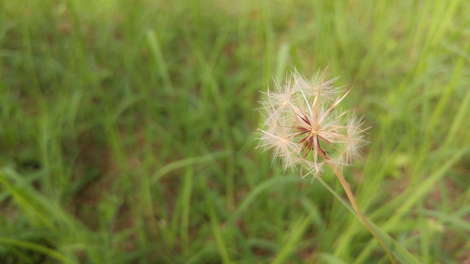 Un fiore bianco simile a un dente di leone tra l'erba verde