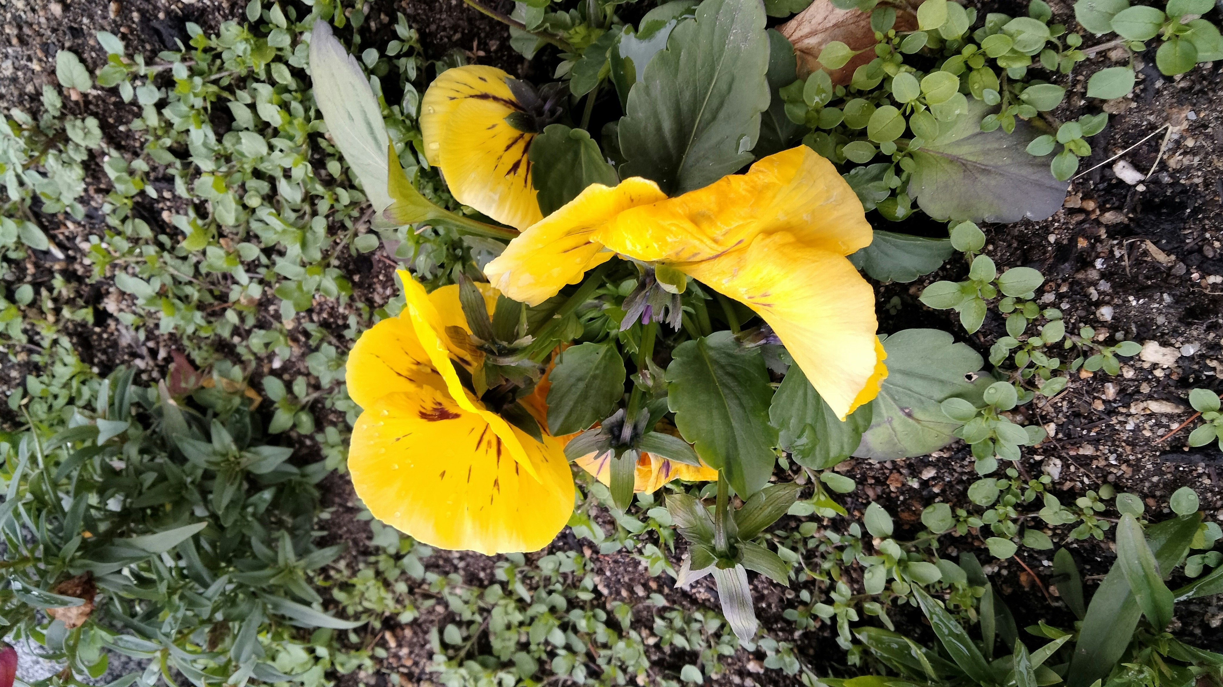 Close-up bunga kuning dan daun di hamparan taman