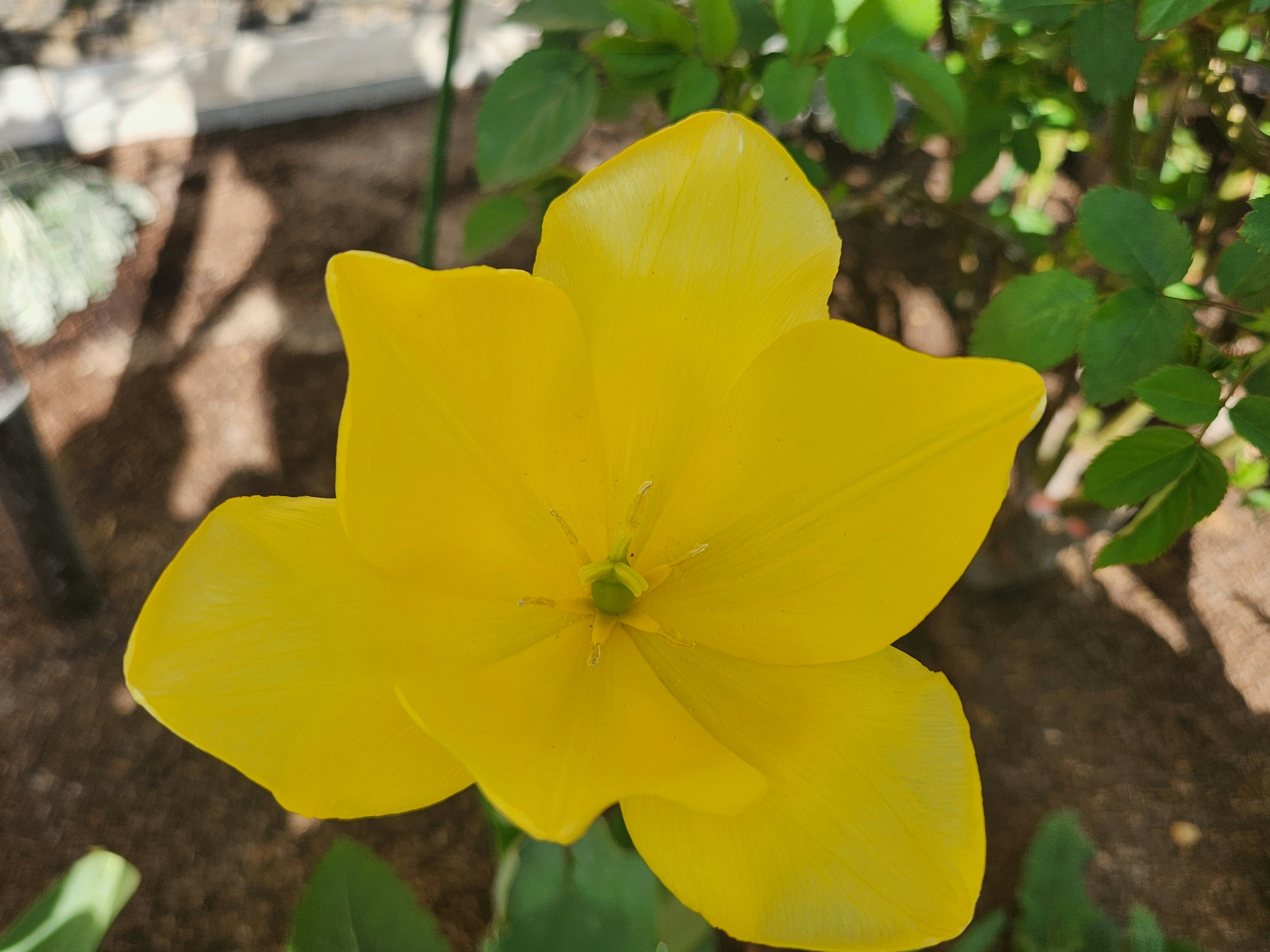 黄色いチューリップの花が咲く春の庭