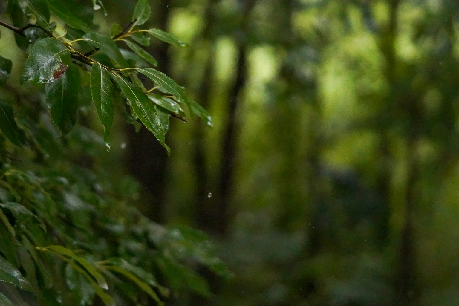 Daun hijau dengan tetesan air dan latar belakang hutan kabur