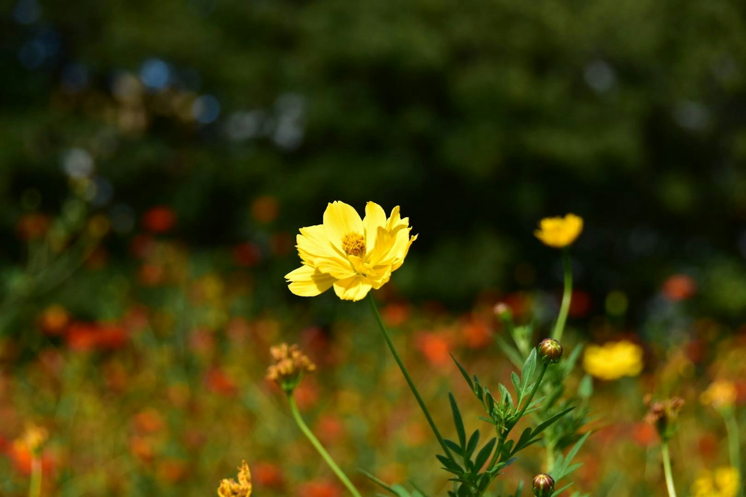 Une fleur jaune vif entourée de feuilles vertes dans un champ coloré